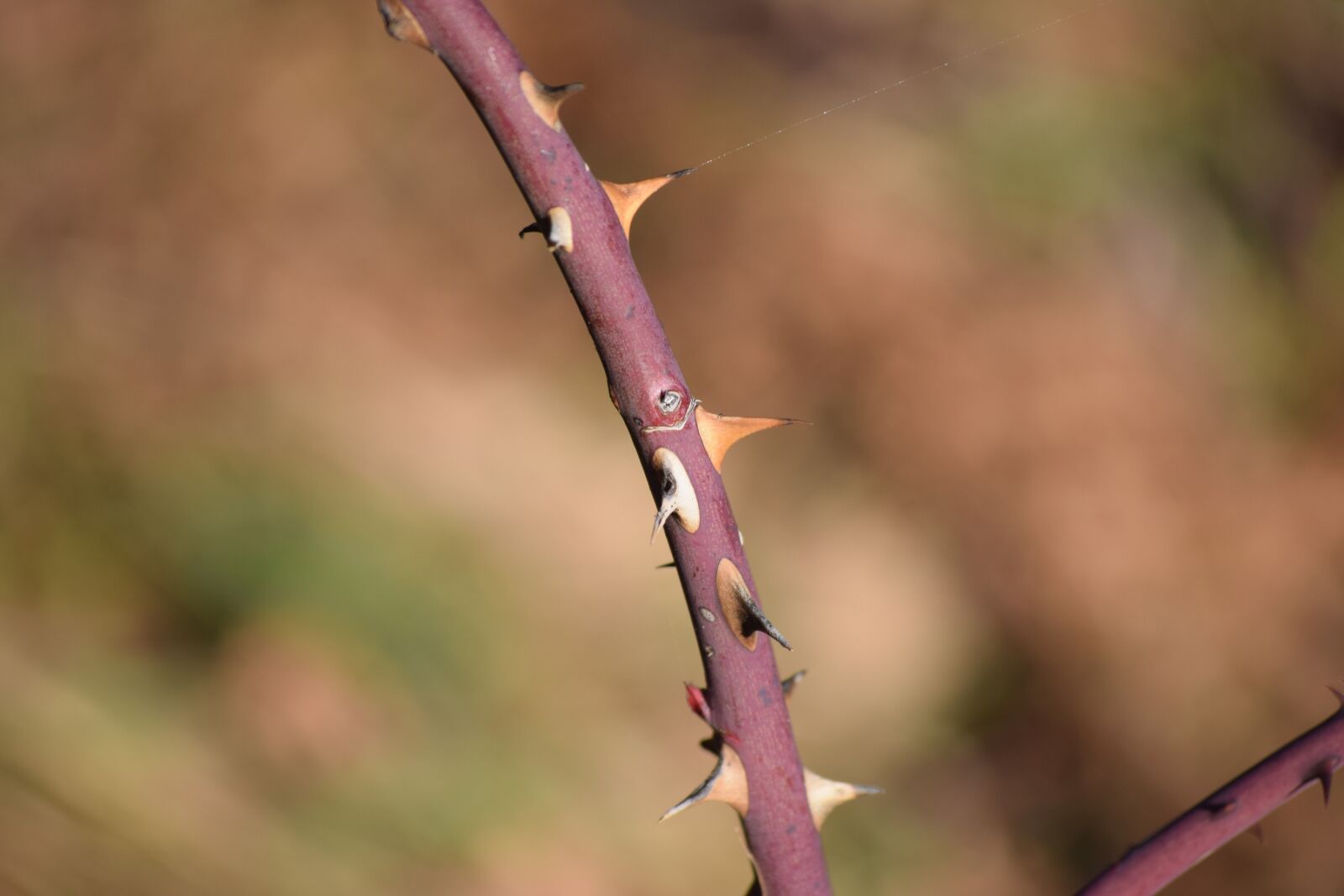 Nikon D3300 sample photo. Plug, rosa, thorns photography