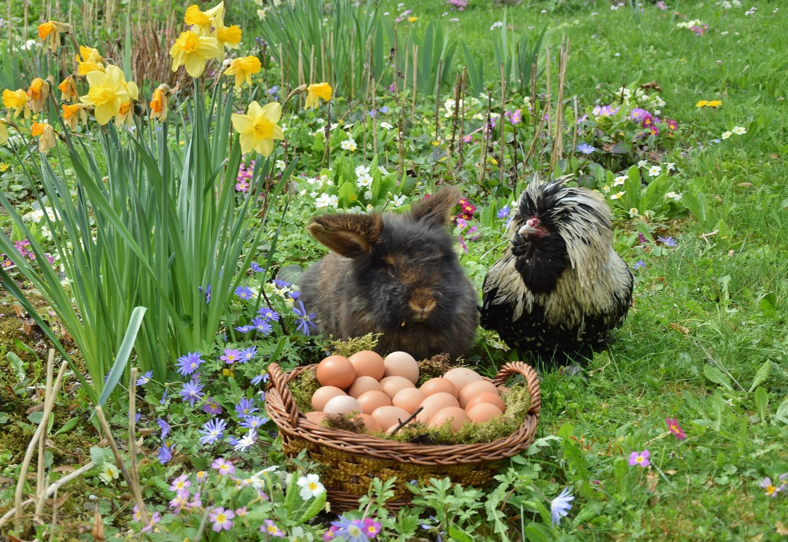 Nikon D5300 sample photo. Easter, easter bunny, chicken photography