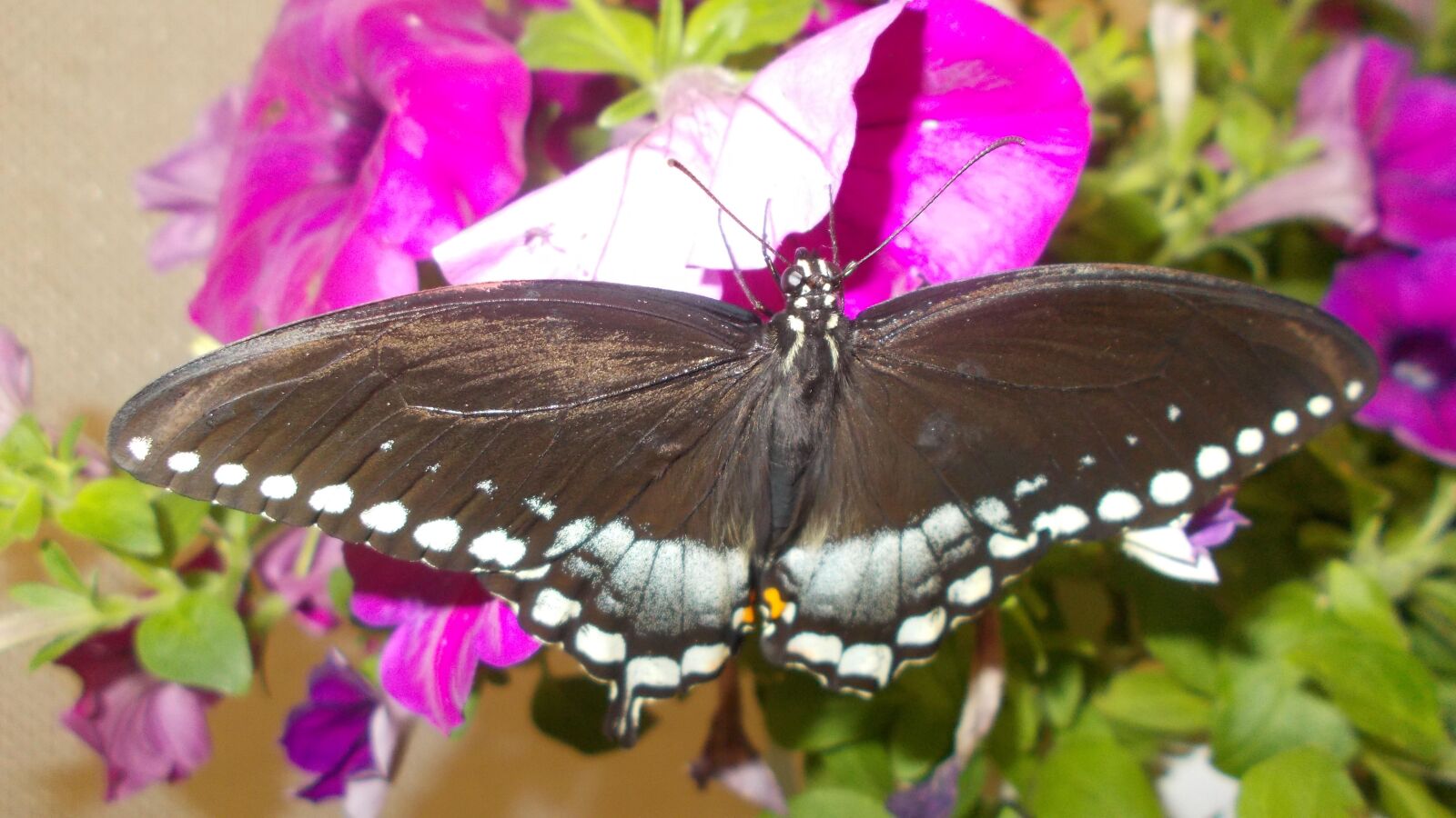 Nikon Coolpix L31 sample photo. Black, butterfly, wings photography