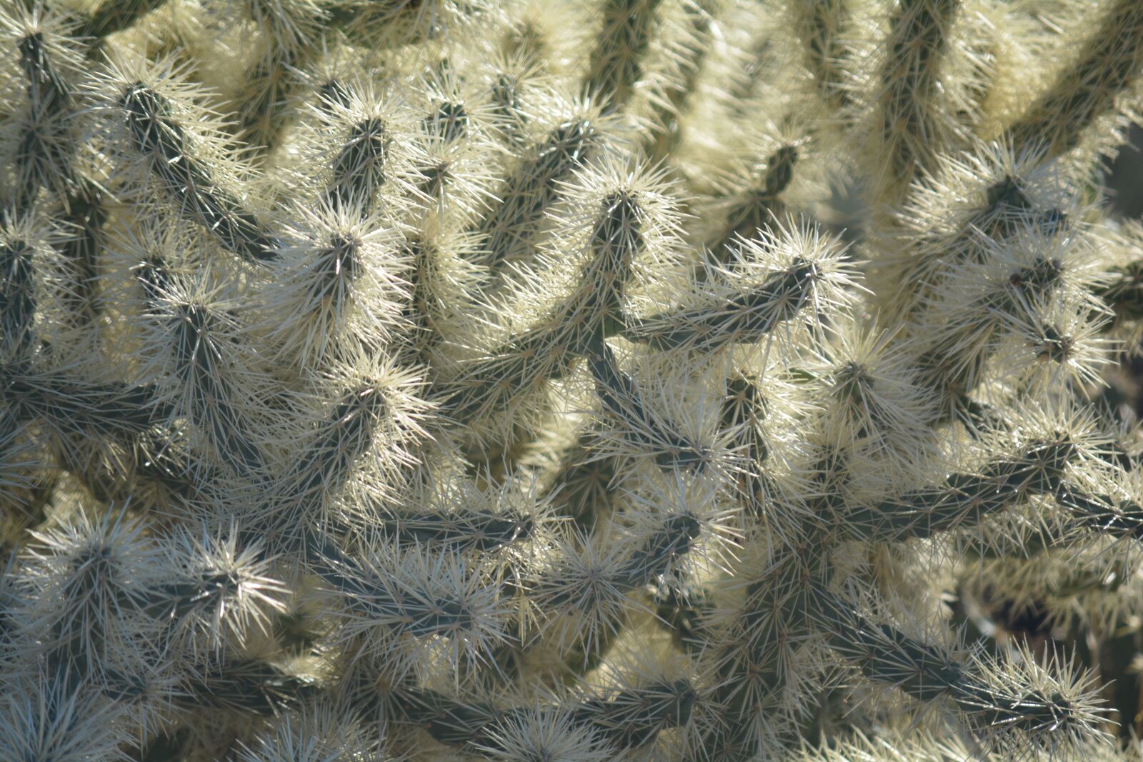 Nikon D5200 sample photo. Cactus, arizona, desert photography