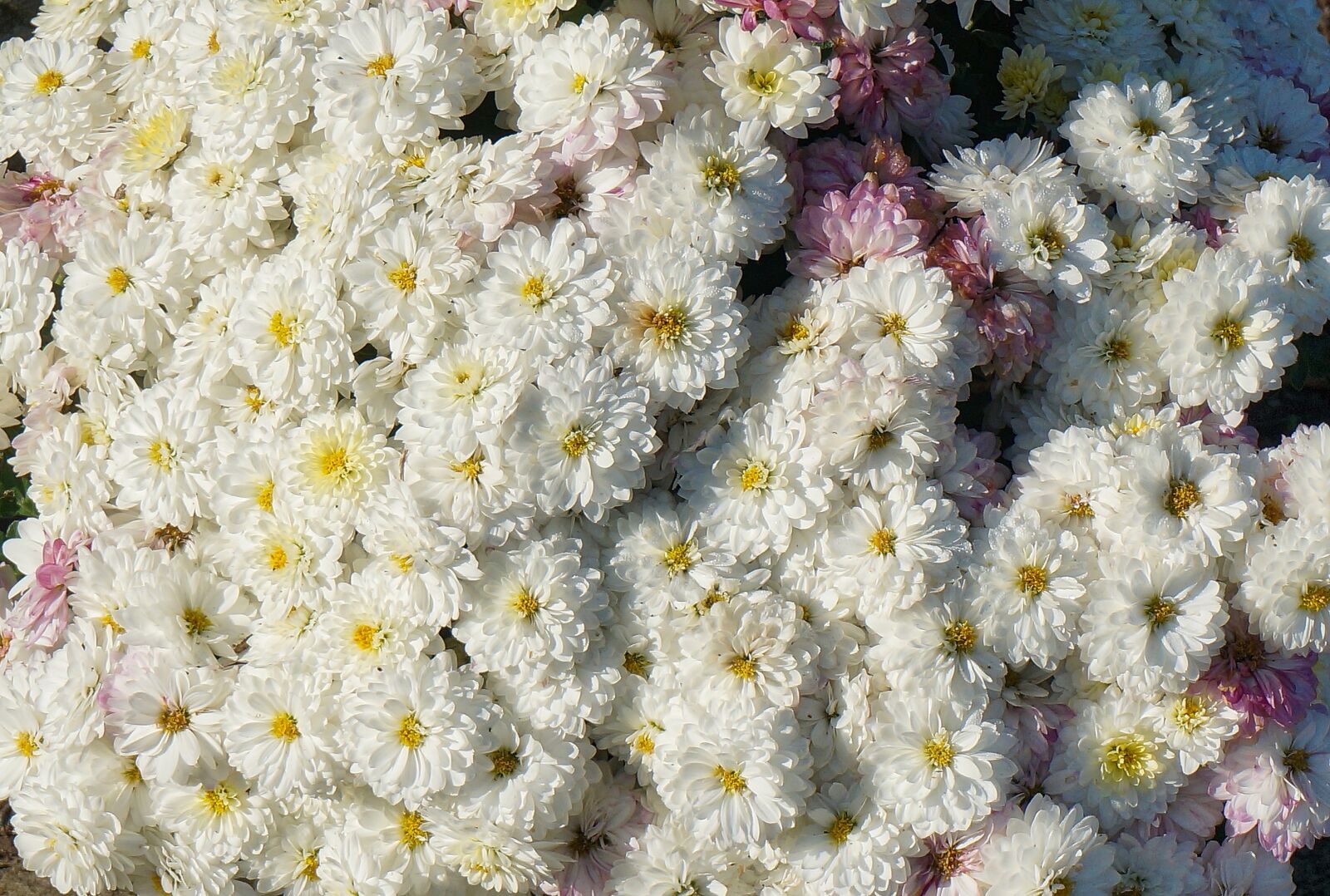 Sony Alpha NEX-5T sample photo. Fall mums, chrysanthemum, flower photography