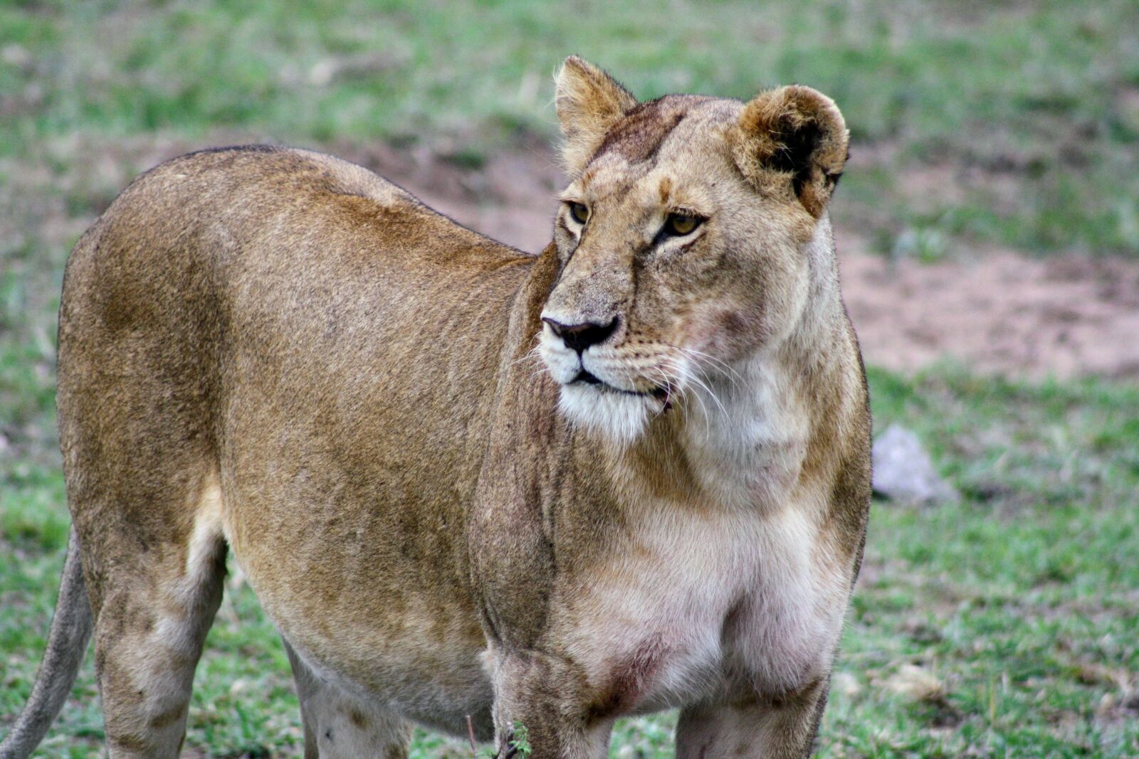 Canon EOS 1000D (EOS Digital Rebel XS / EOS Kiss F) sample photo. Mammal, wildlife, animal photography