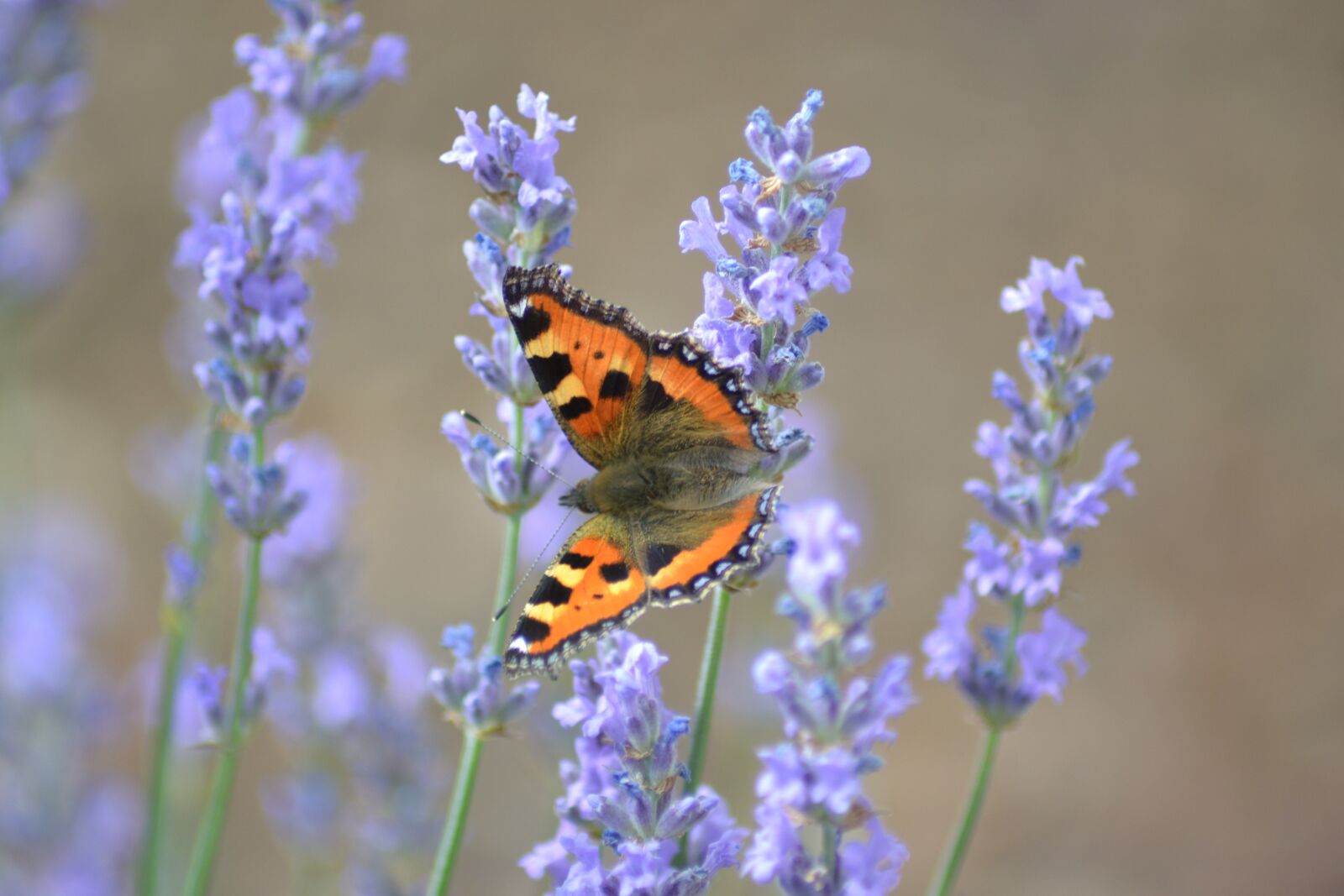 Nikon D3100 sample photo. Butterfly, lavender, nature photography
