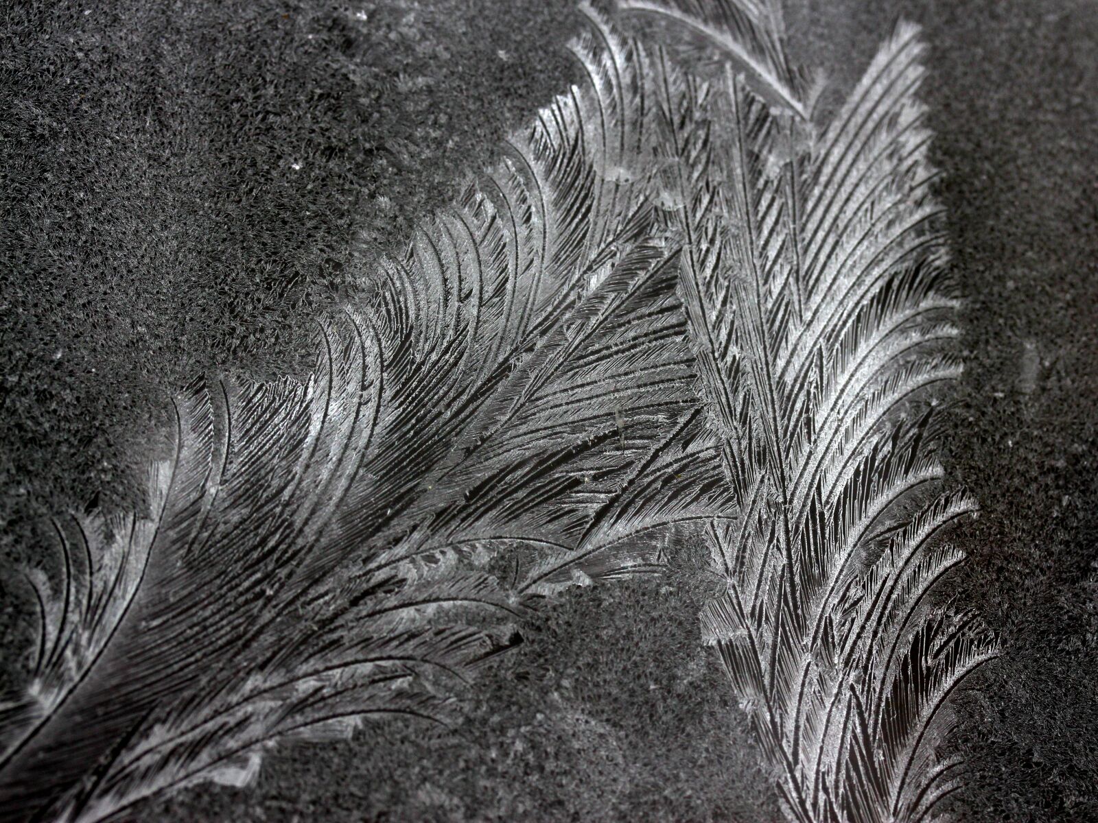 Canon EF-S 60mm F2.8 Macro USM sample photo. Flowers of ice, window photography
