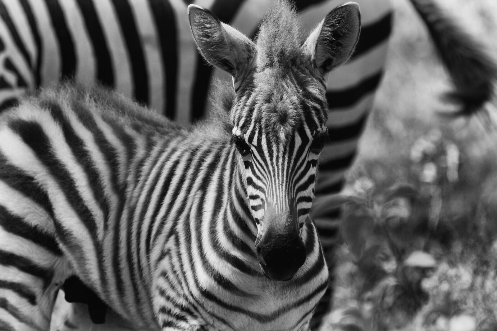 Canon EF 100-400mm F4.5-5.6L IS USM sample photo. Zebra, africa, safari photography