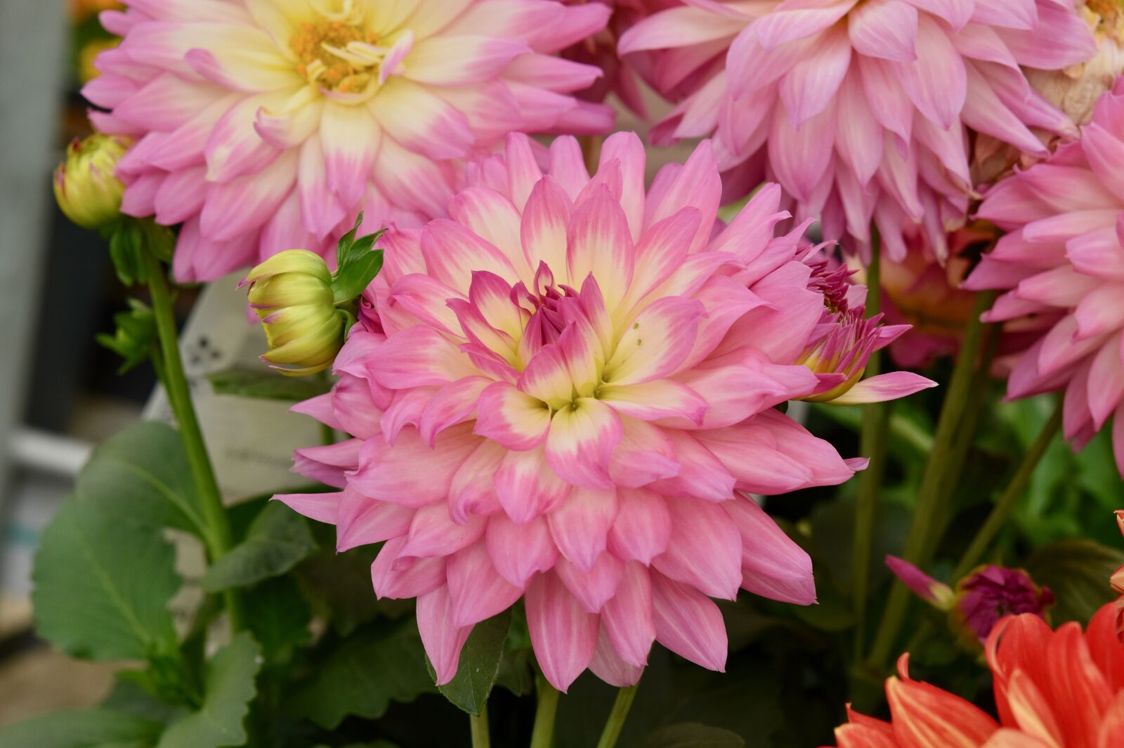 Nikon D5600 sample photo. Flower, flower pink petals photography