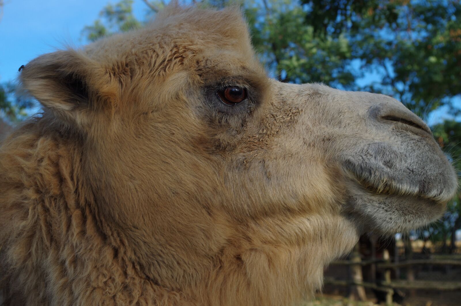 Pentax K-500 sample photo. Camel, animal, face photography