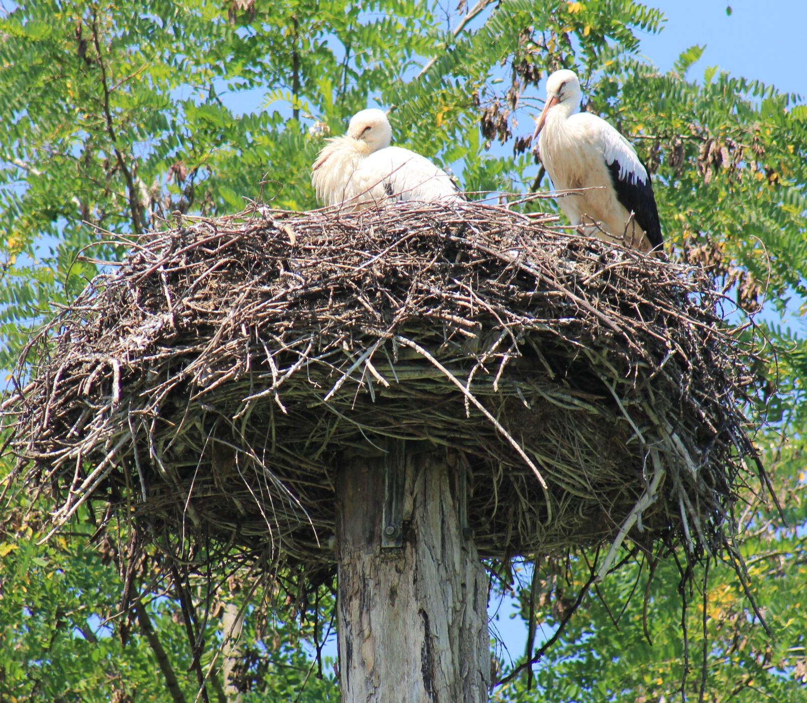 Canon EF 75-300mm f/4-5.6 sample photo. Stork, bird, storchennest photography