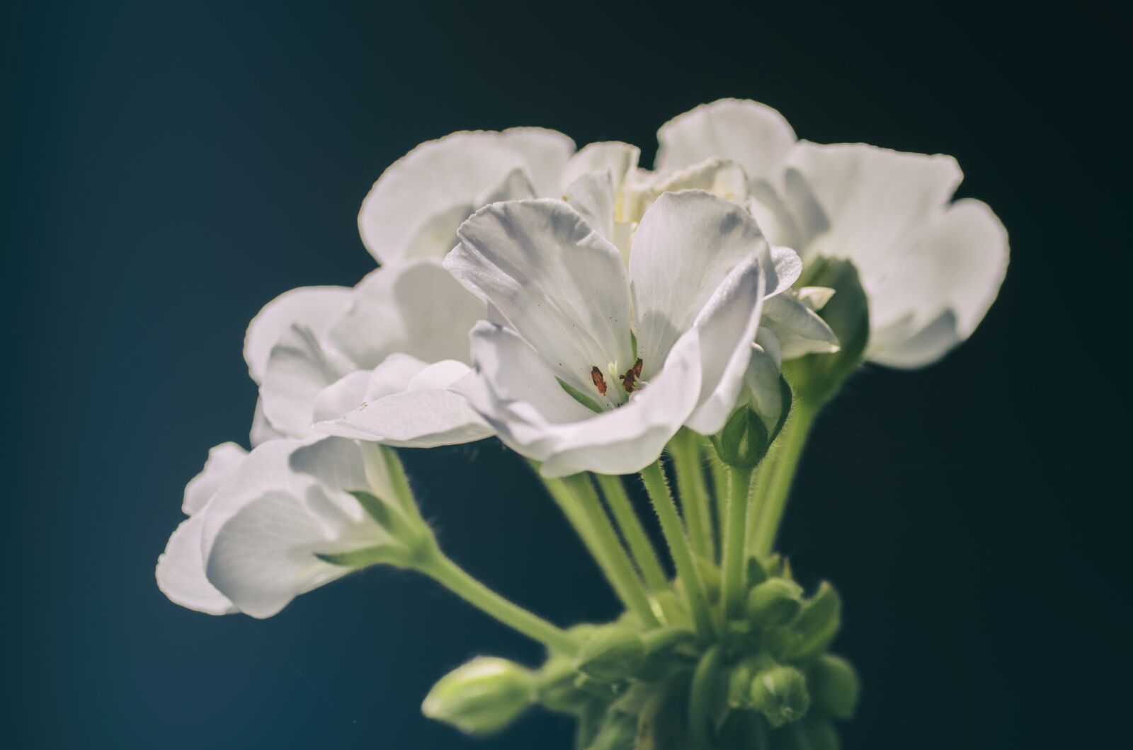 Nikon D5100 sample photo. Geranium, flower, garden photography