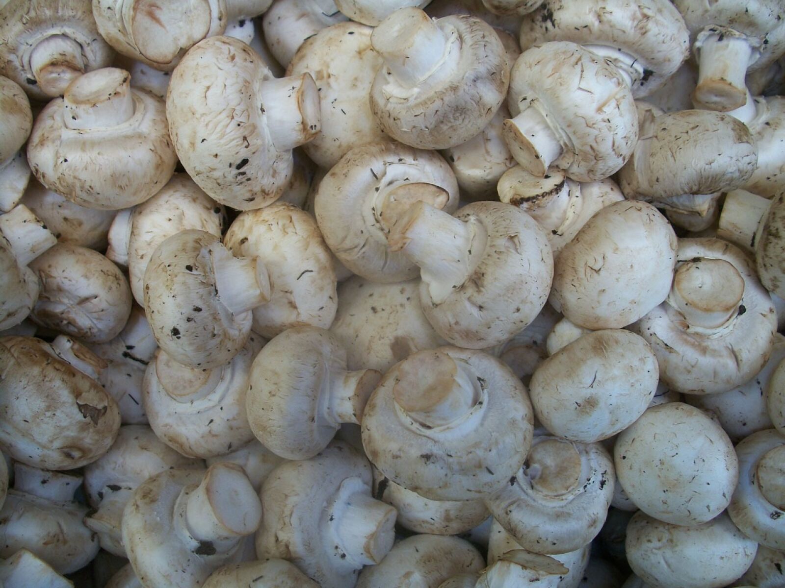 Kodak EASYSHARE M340 DIGITAL CAMERA sample photo. Mushroom, mushrooms, food photography