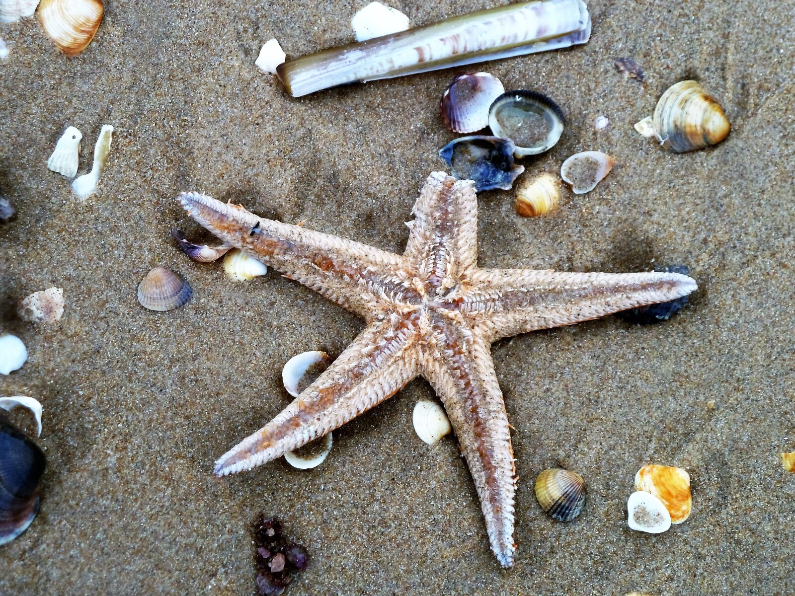 Panasonic Lumix DMC-ZS5 (Lumix DMC-TZ8) sample photo. Starfish, beach, shell photography