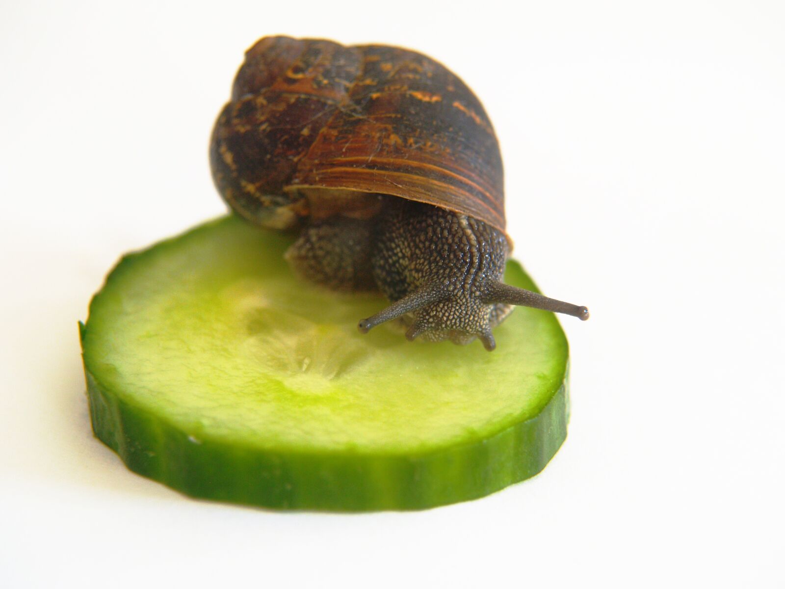 Olympus E-300 (EVOLT E-300) sample photo. Snail, nature, cucumber photography