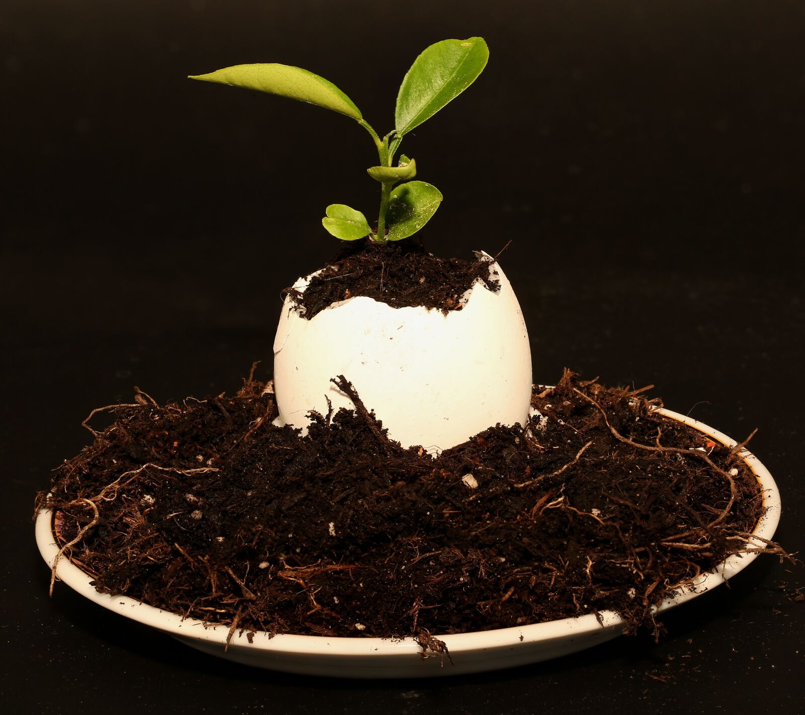 Canon EOS-1D X sample photo. Egg, plant, eggshell photography