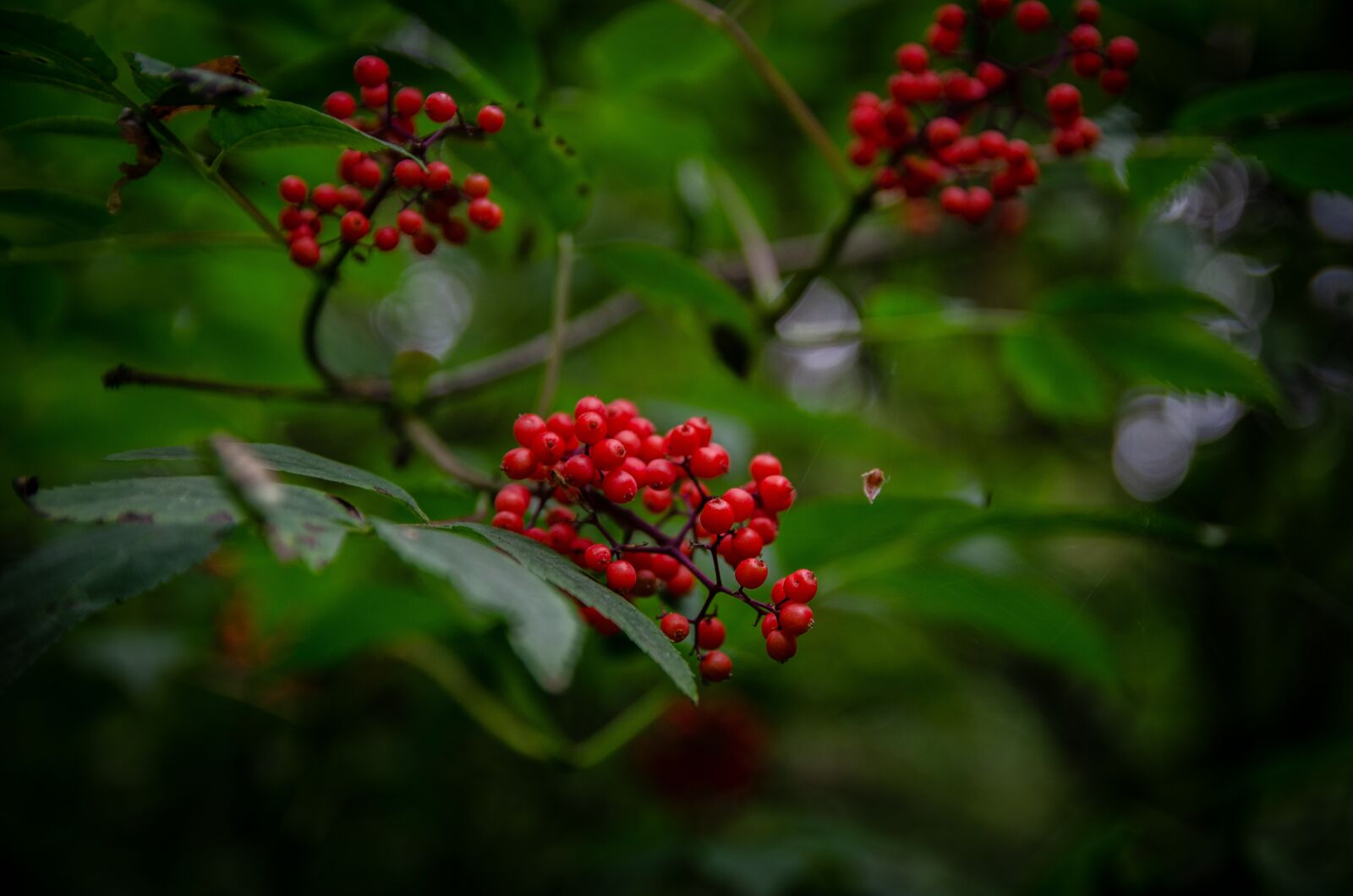 Nikon D5100 sample photo. Macro, forest, tree photography