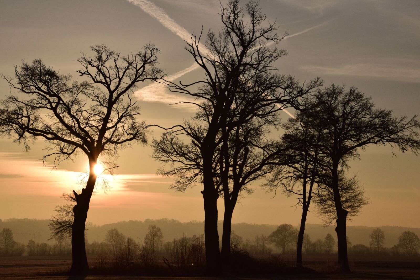 Nikon D3300 sample photo. Trees, kahl, bald trees photography