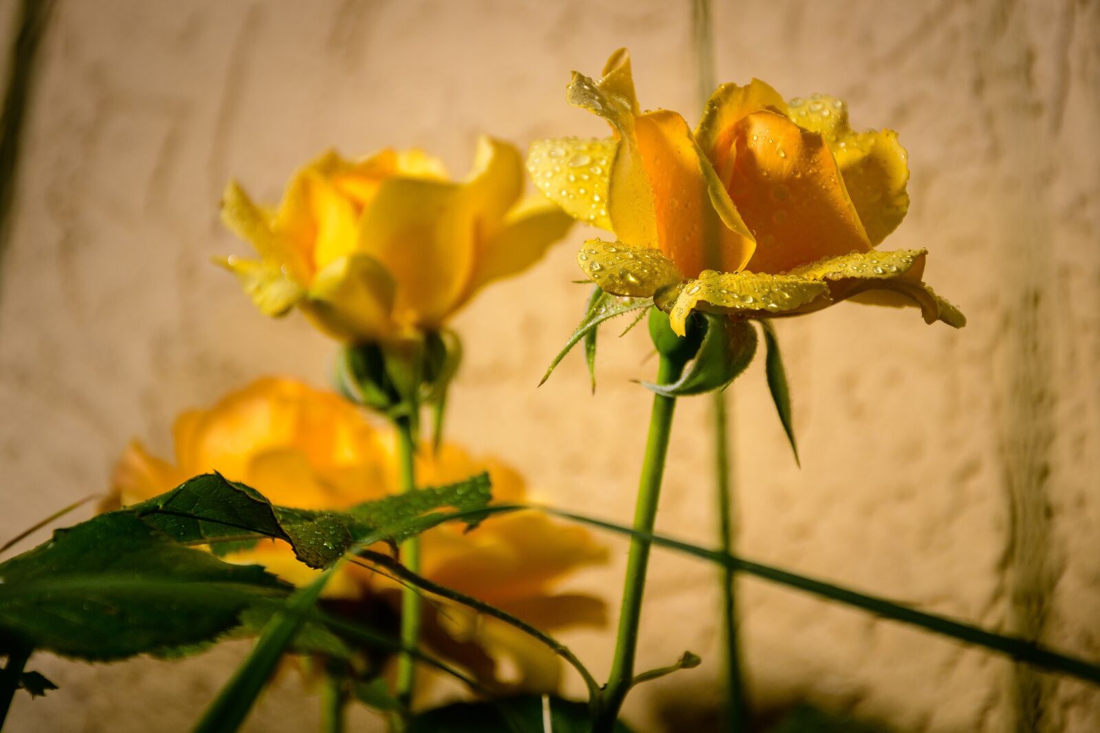 Nikon D7500 sample photo. Roses, flowers, hss photography