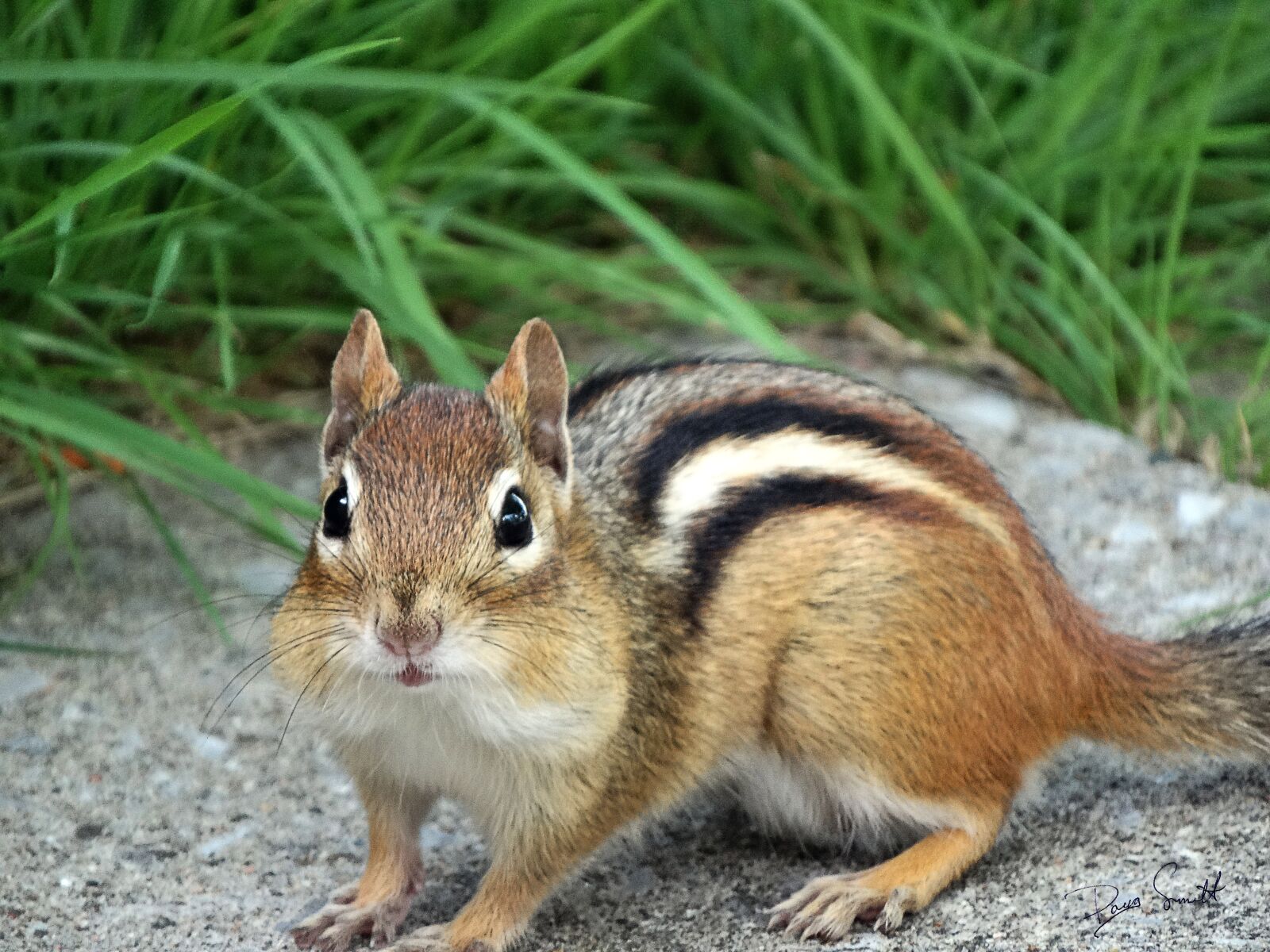 Sony Cyber-shot DSC-HX300 sample photo. Chipmunk, face, wild photography