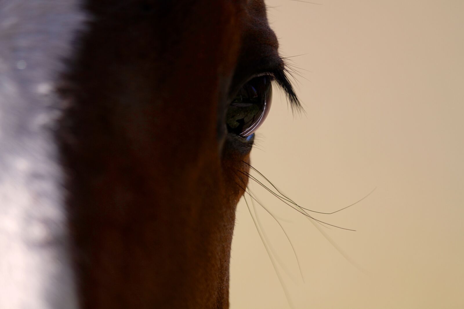 Canon EF 400mm F2.8L IS USM sample photo. Horse, horse, head photography