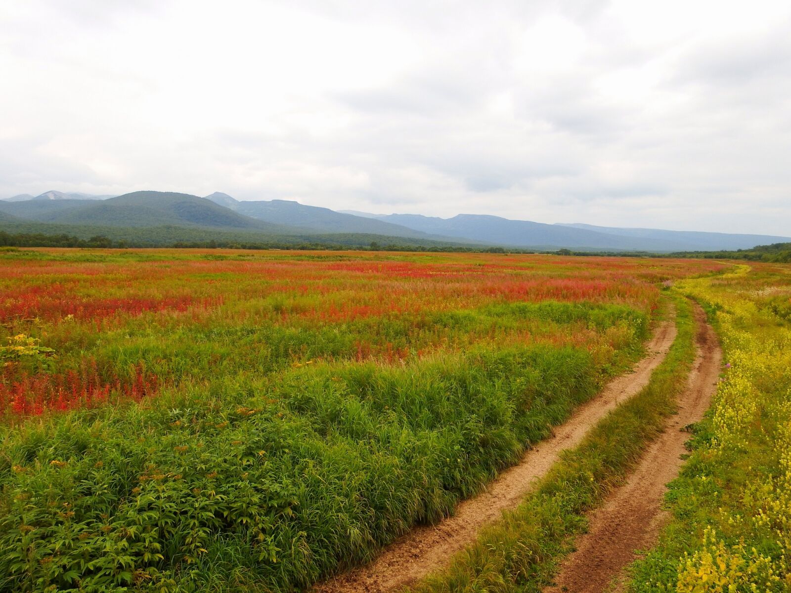 Fujifilm FinePix S1 sample photo. Autumn, forest, fireweed photography