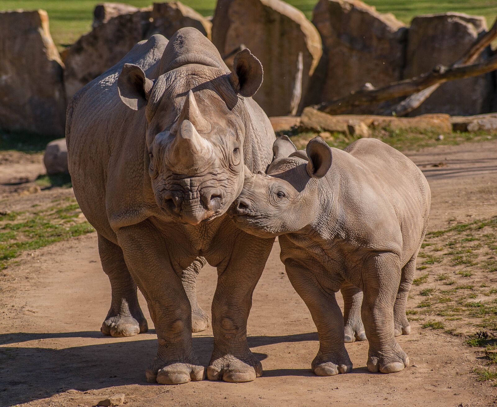 Sony Alpha DSLR-A300 + Sony DT 55-200mm F4-5.6 SAM sample photo. Zoo, rhino, animals photography