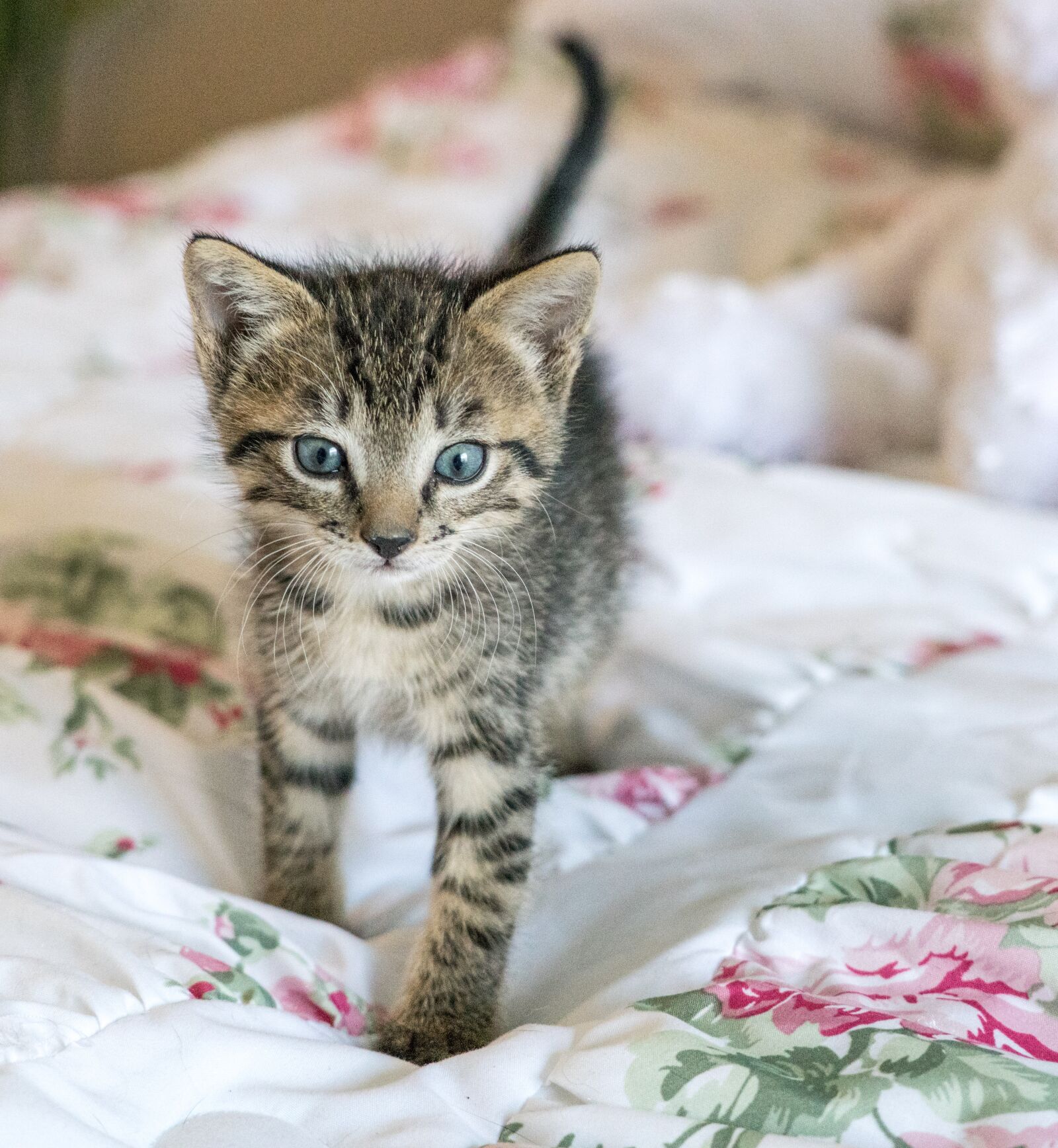 Sony a7R II + Sony FE 24-240mm F3.5-6.3 OSS sample photo. Kitten, newborn, cat photography