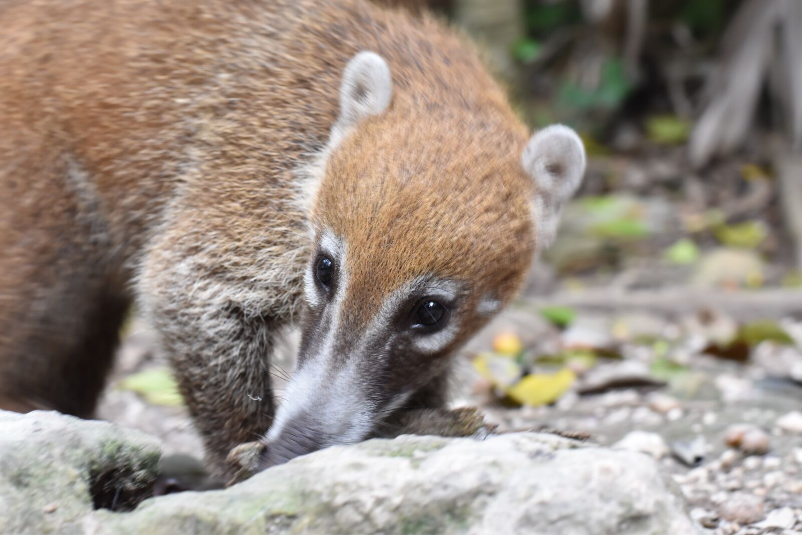 Nikon D5600 sample photo. Animal, coatis, mammal photography