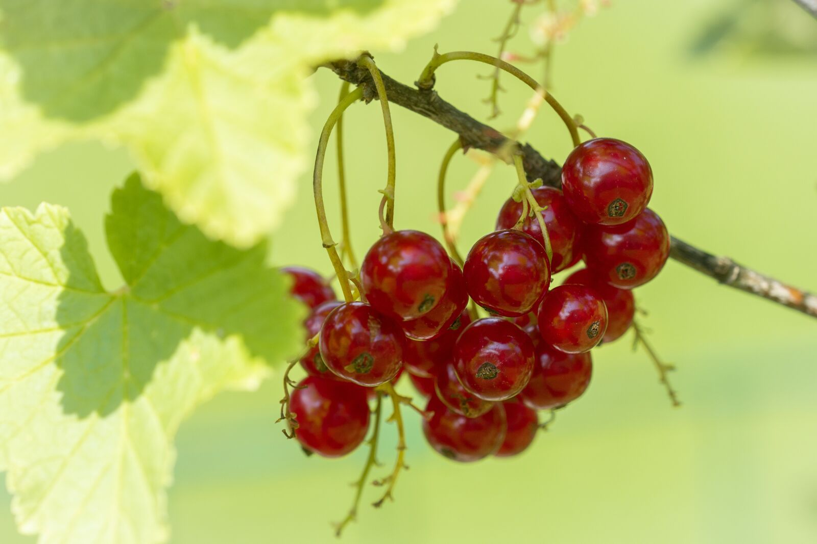 Nikon D7100 sample photo. Currant, red, red currant photography
