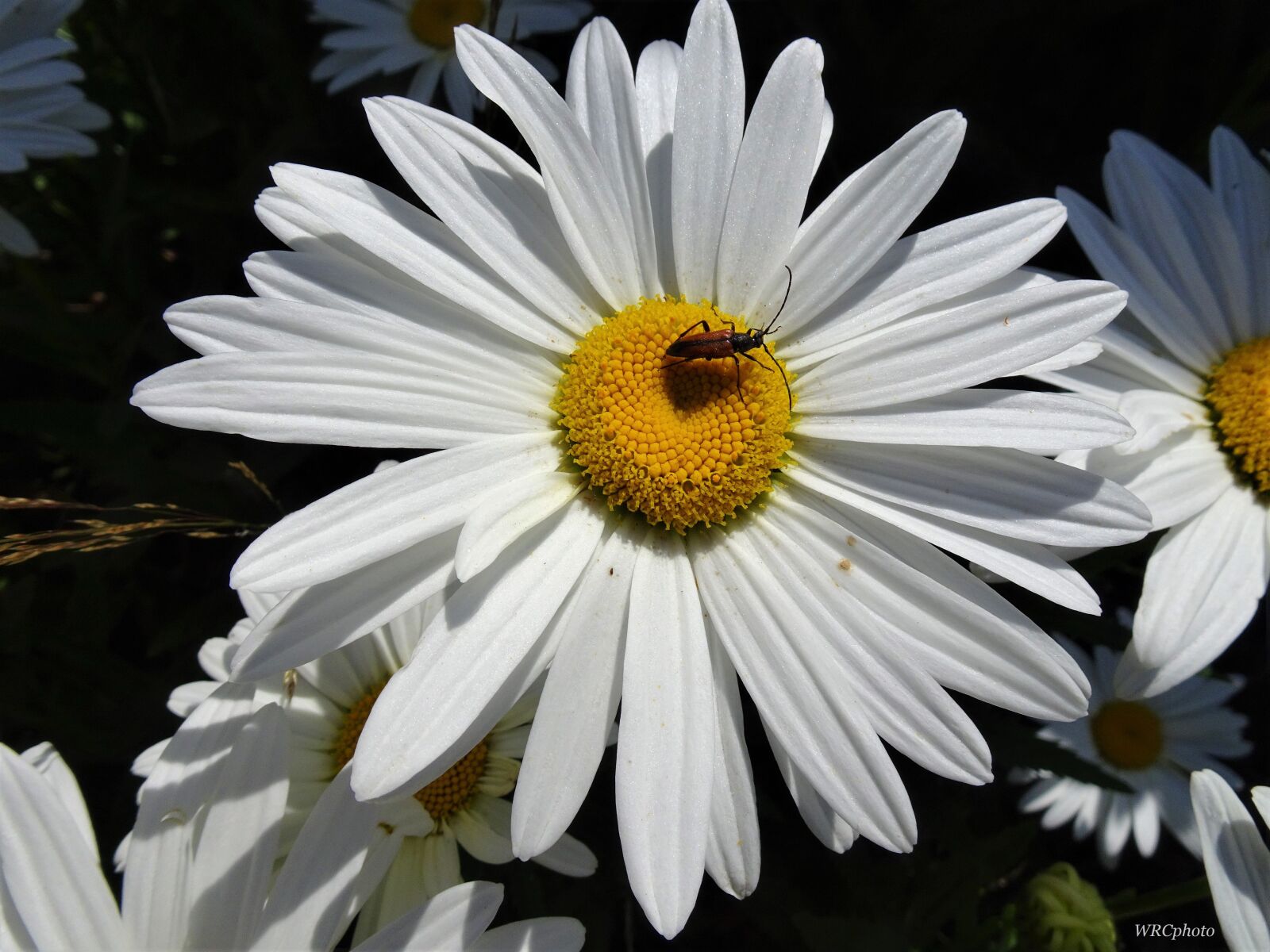 Sony Cyber-shot DSC-WX500 sample photo. Flowers, daisies, garden photography
