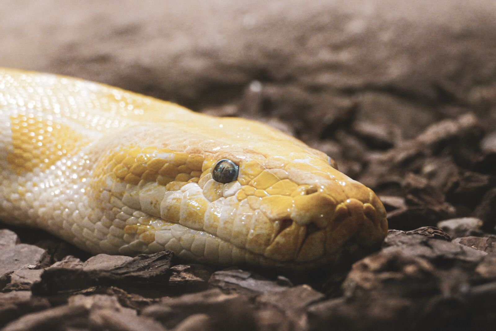 Panasonic Lumix DMC-FZ1000 sample photo. Python, snake, animal photography