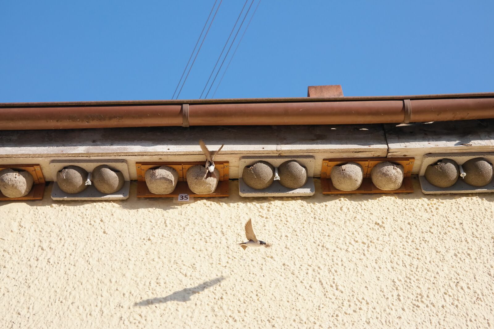 Samsung NX300 sample photo. Martin, schwalbe, bird photography