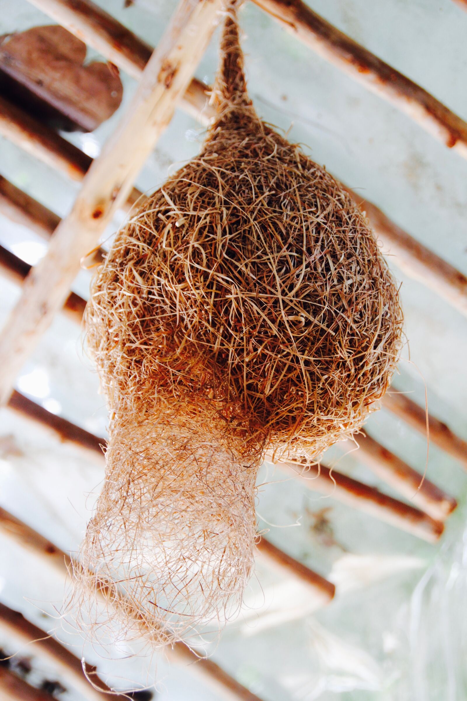 Canon EOS 60D sample photo. Nest, bird's nest, hatching photography