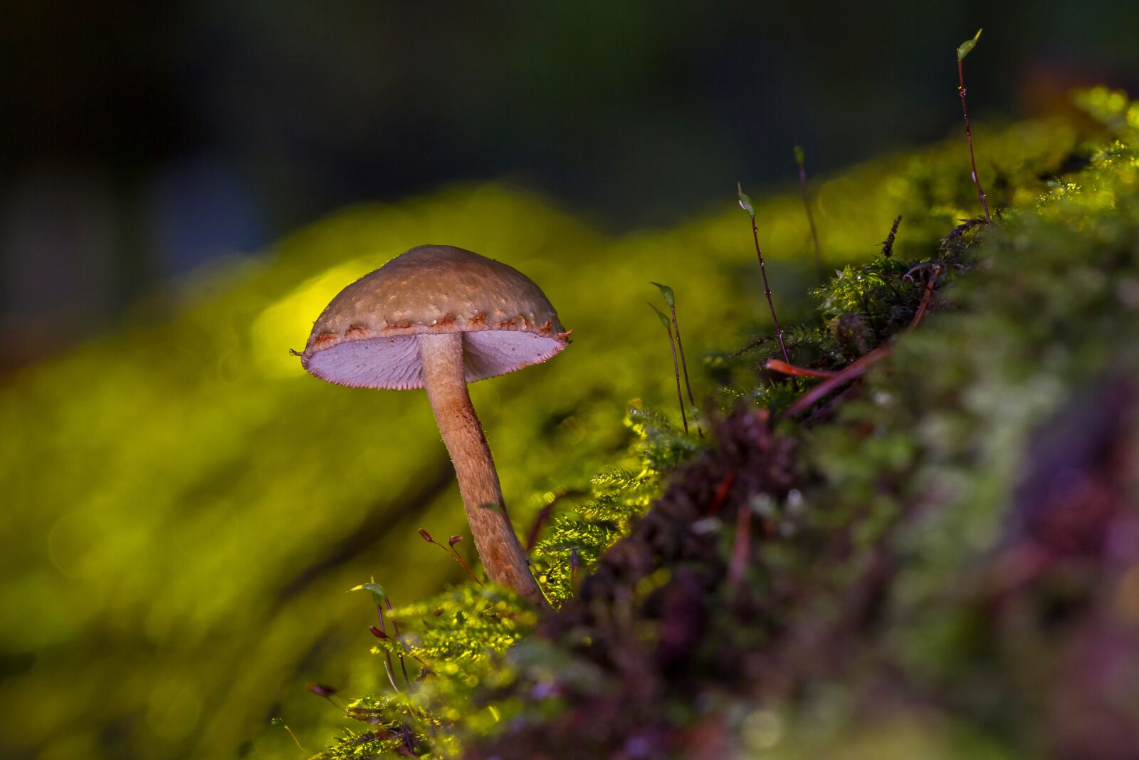 Canon EOS 7D sample photo. Mushroom, mini mushroom, sponge photography