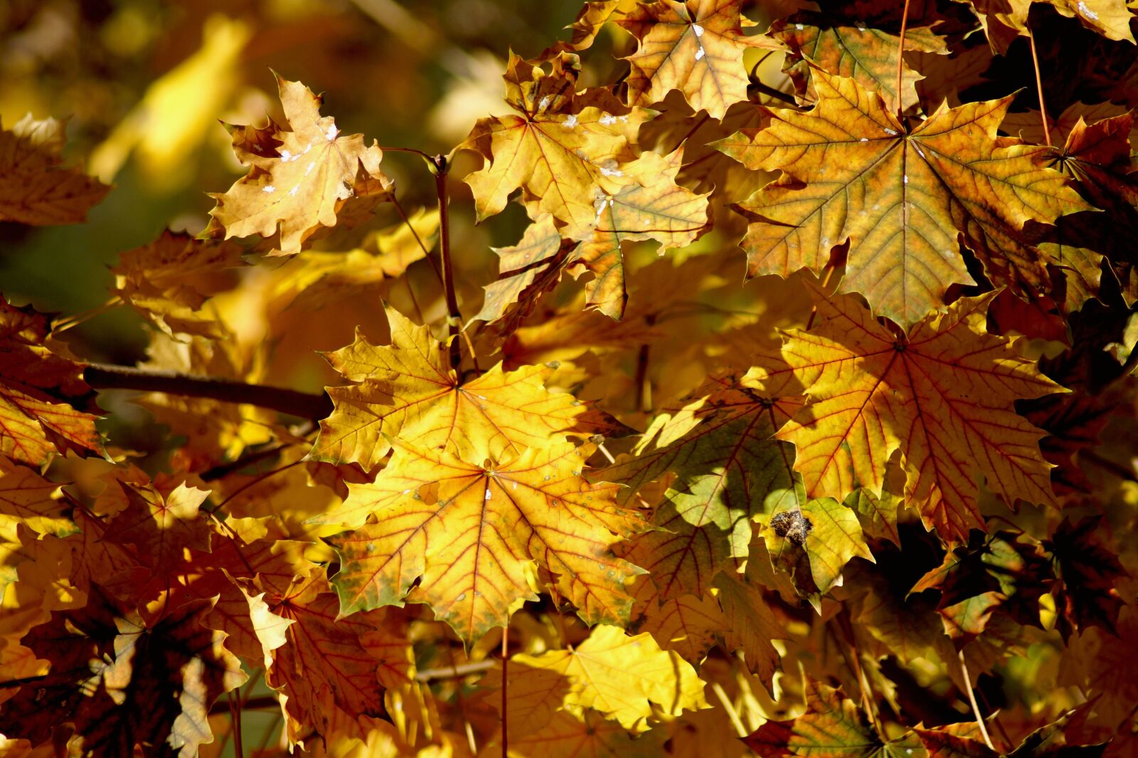 Sony SLT-A58 sample photo. Autumn, leaves, fall leaves photography