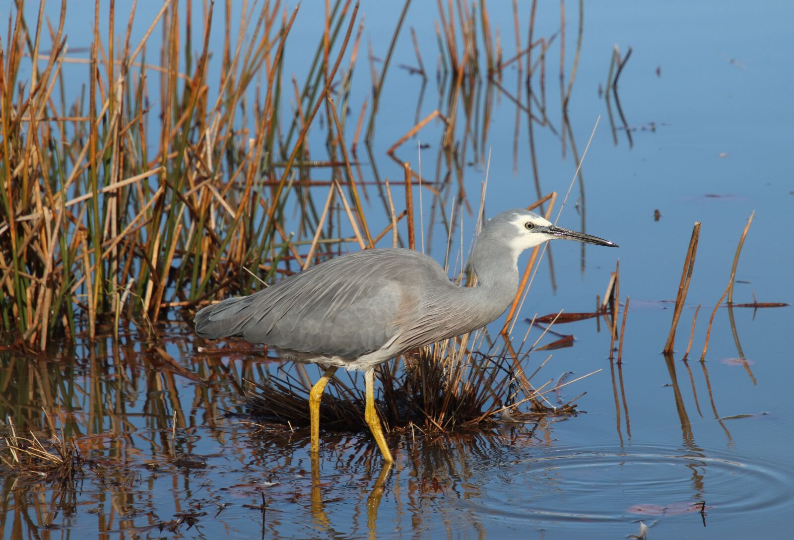 Canon EOS 800D (EOS Rebel T7i / EOS Kiss X9i) sample photo. Bird, grey heron, wading photography