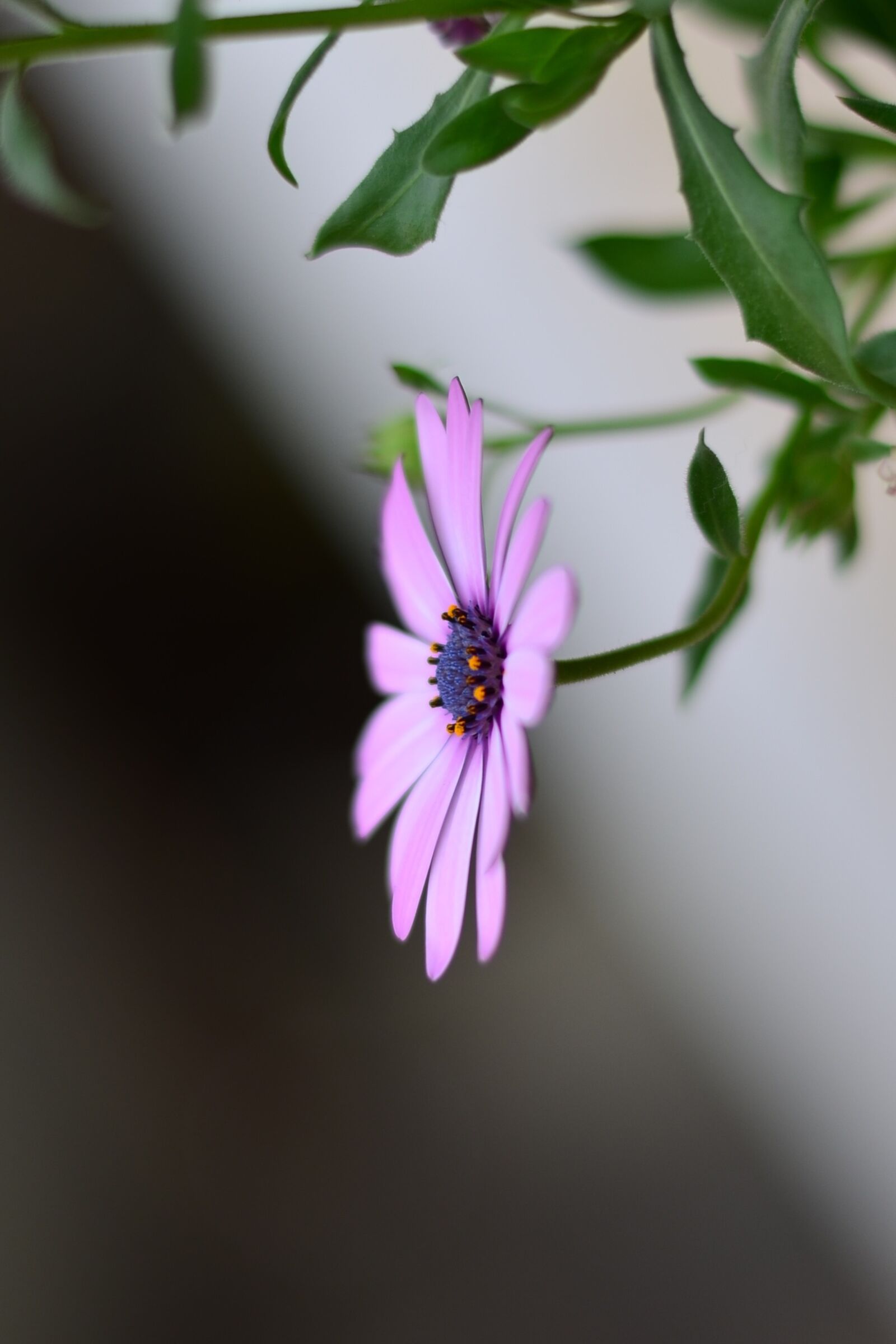 Nikon D5100 sample photo. Flower, green, plant photography