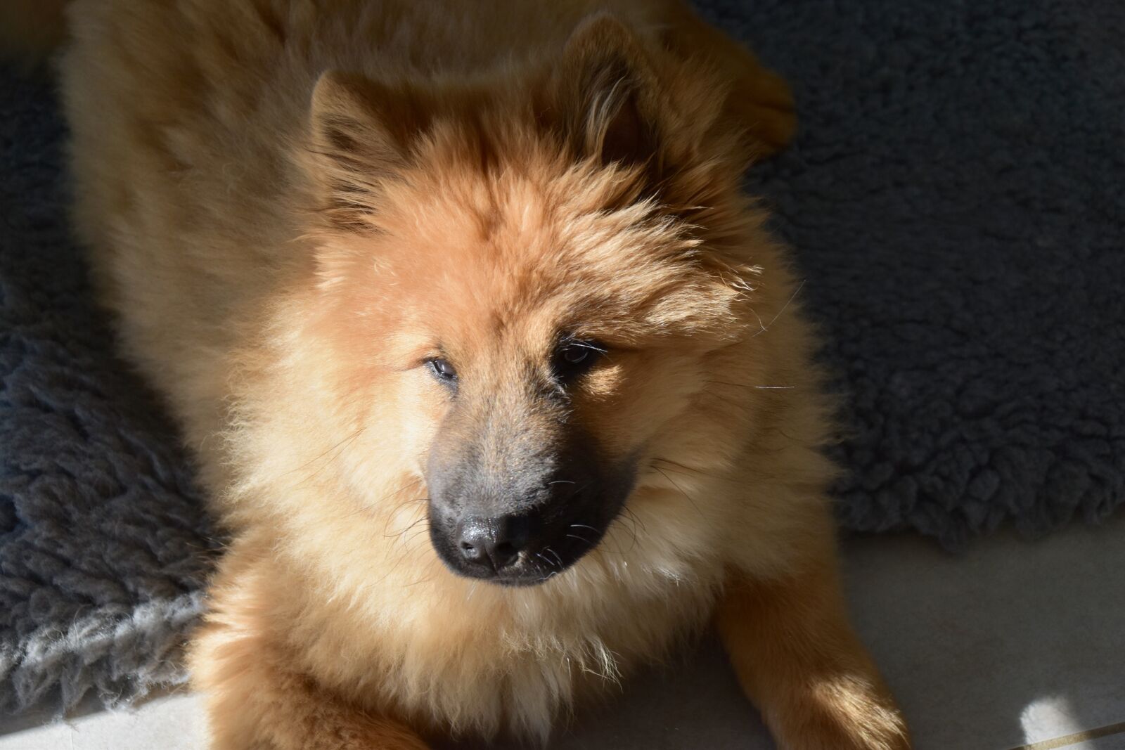 Nikon D5600 sample photo. Dog, dog portrait, penumbra photography