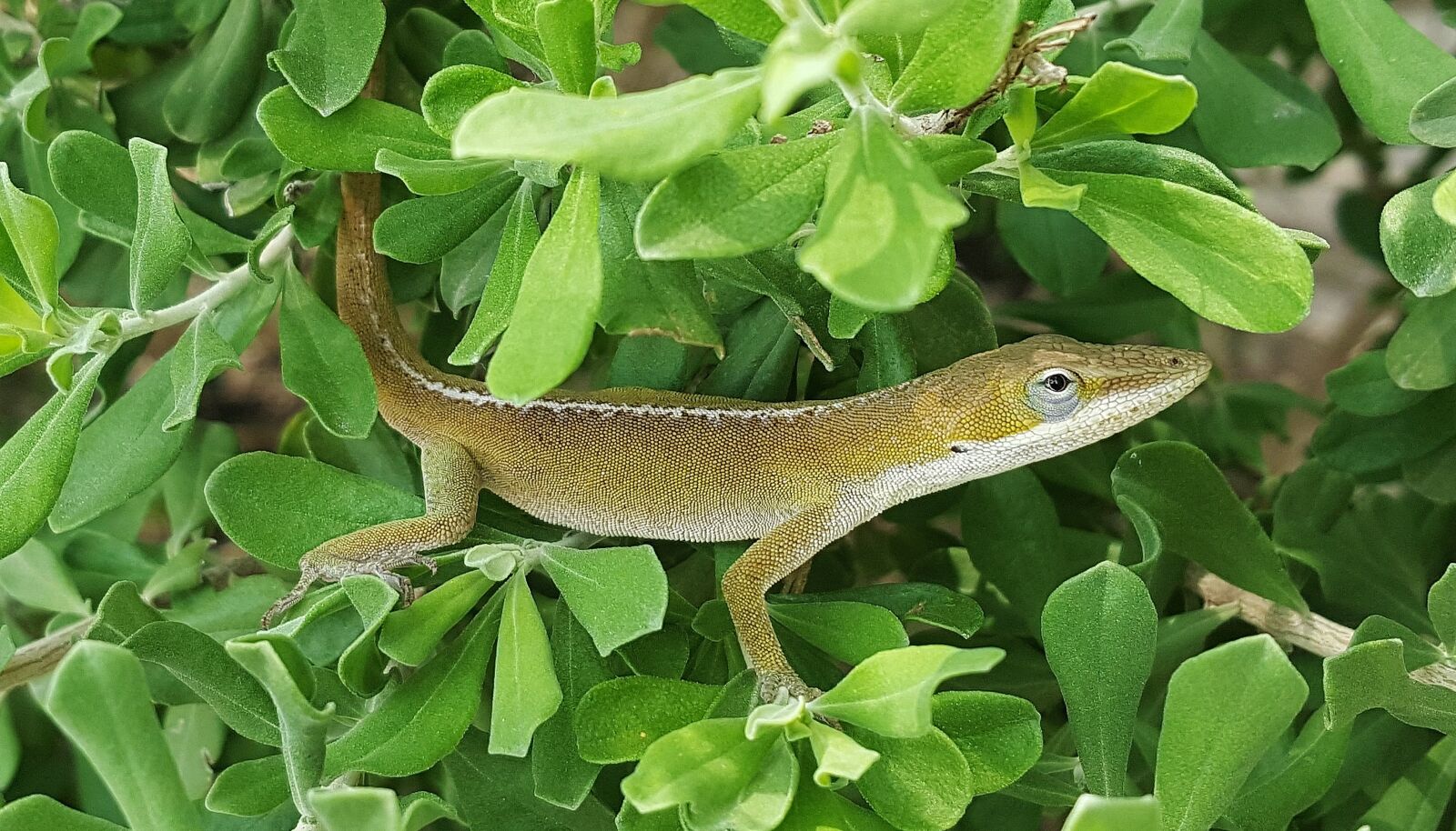 Samsung Galaxy Note5 sample photo. Anole, green anole, lizard photography