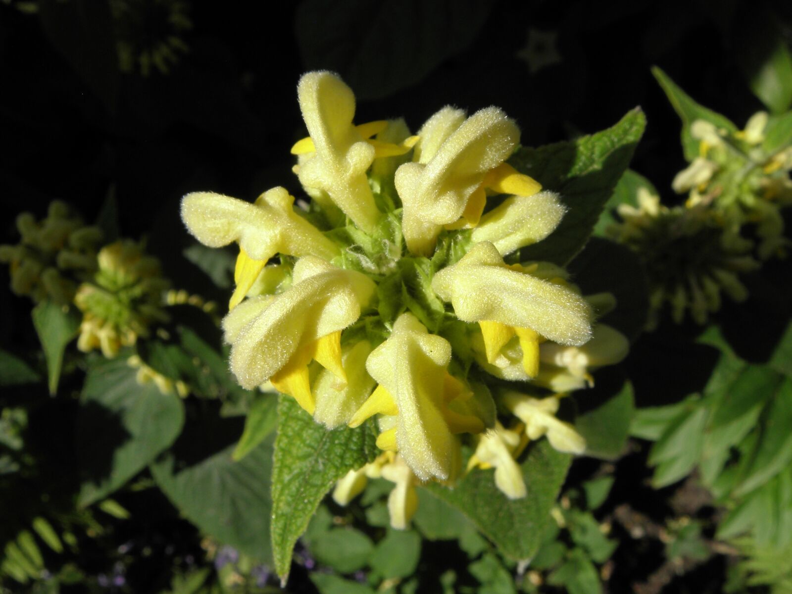 Olympus SP590UZ sample photo. Fire herb, garden, yellow photography