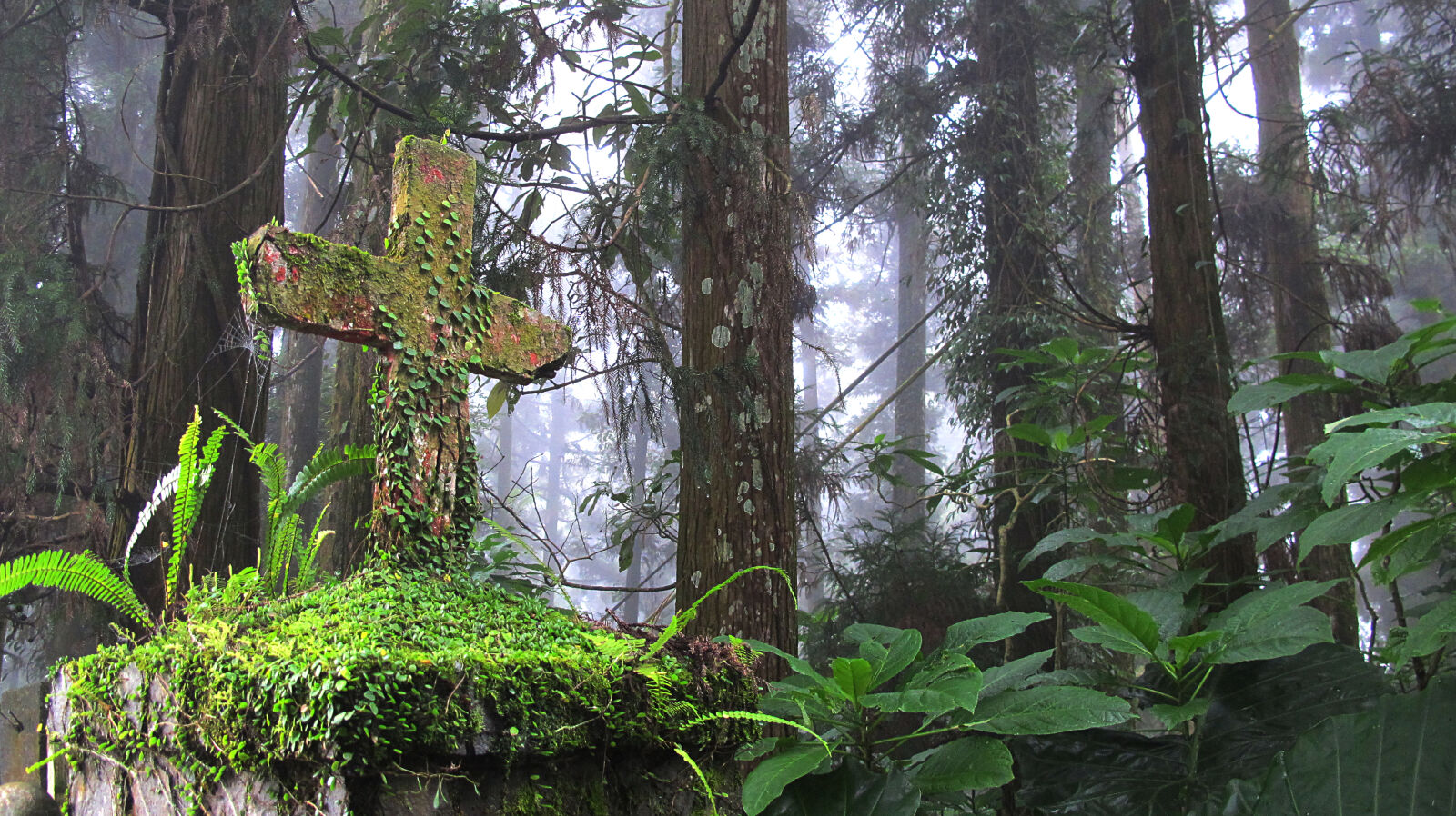 Canon PowerShot G12 sample photo. Cross, forest, green, nature photography