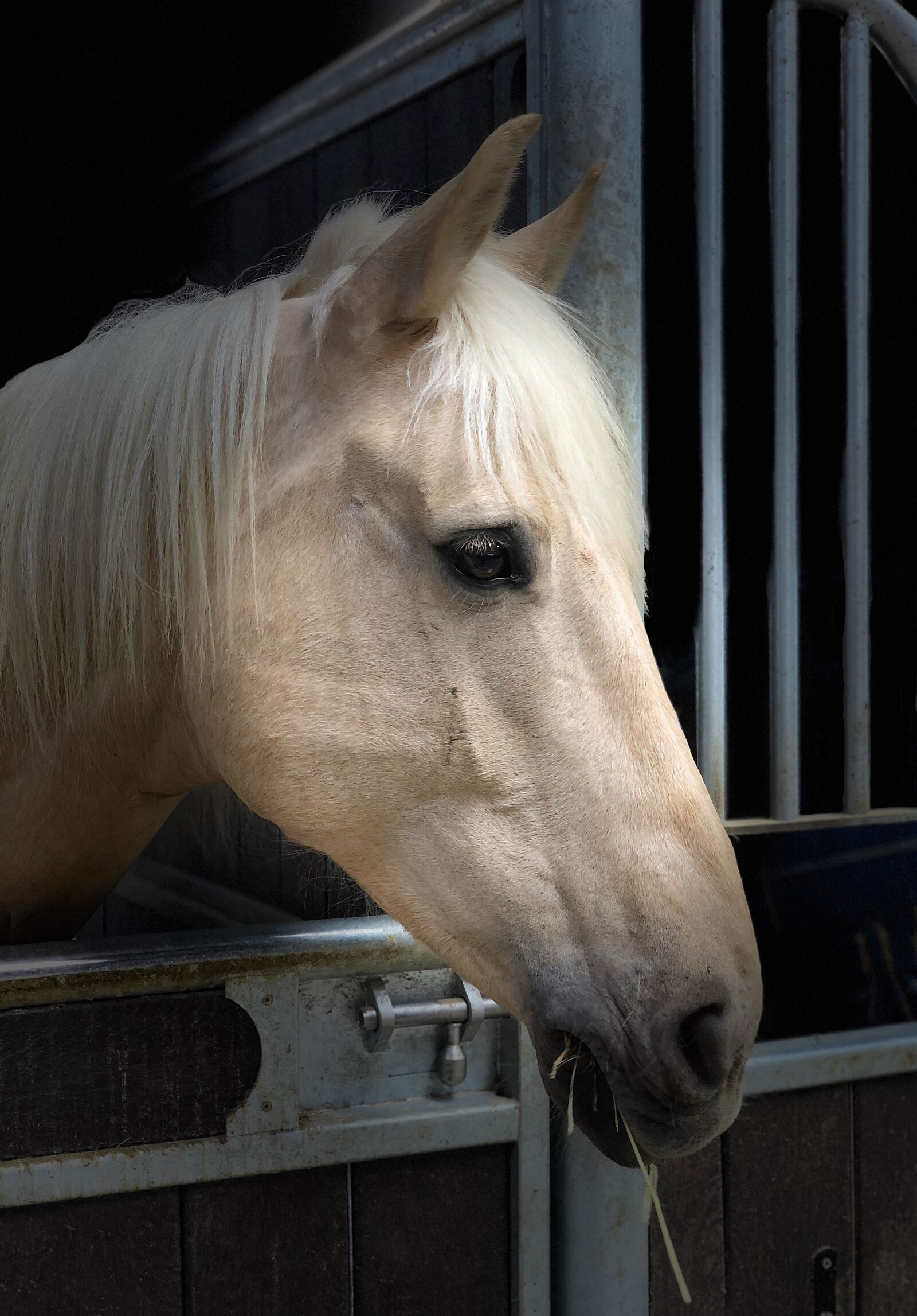 iPhone X back dual camera 6mm f/2.4 sample photo. Horse, portrait, palomino photography