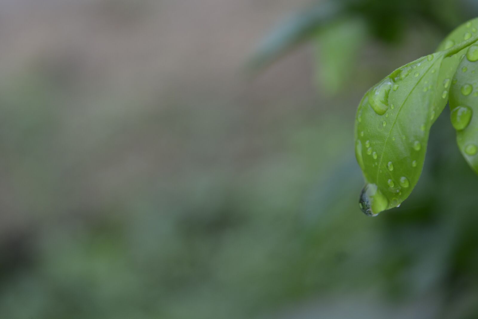 Nikon D5200 sample photo. Green leaf, dew, nature photography