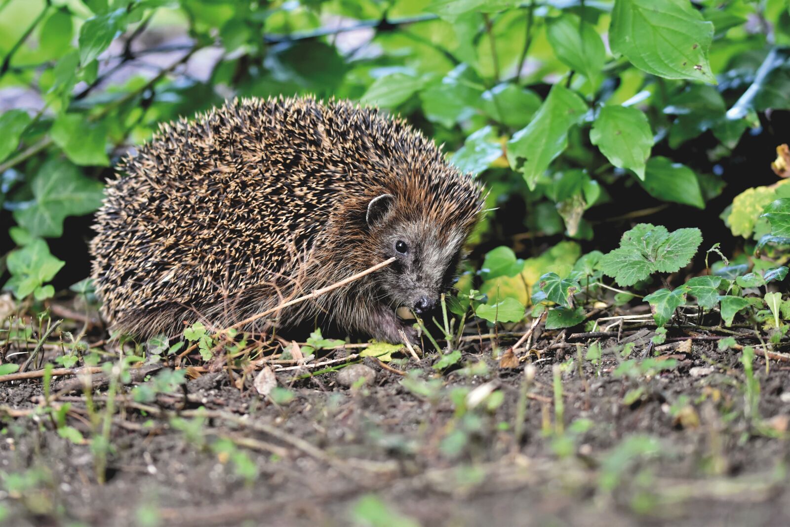 Nikon D7200 sample photo. Hedgehog, animals, mammals photography