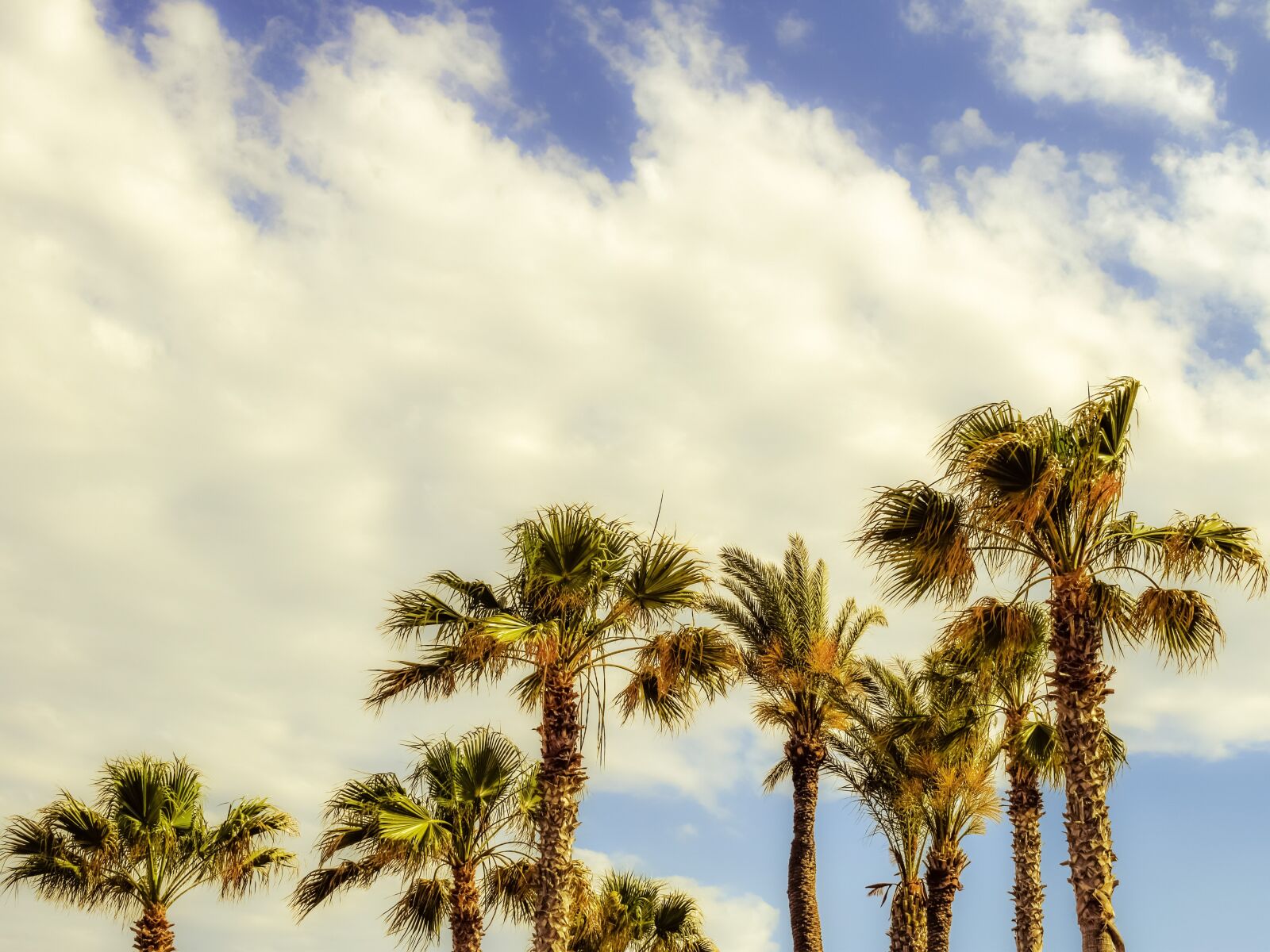 Nikon D3300 sample photo. Palm trees, wind, sky photography