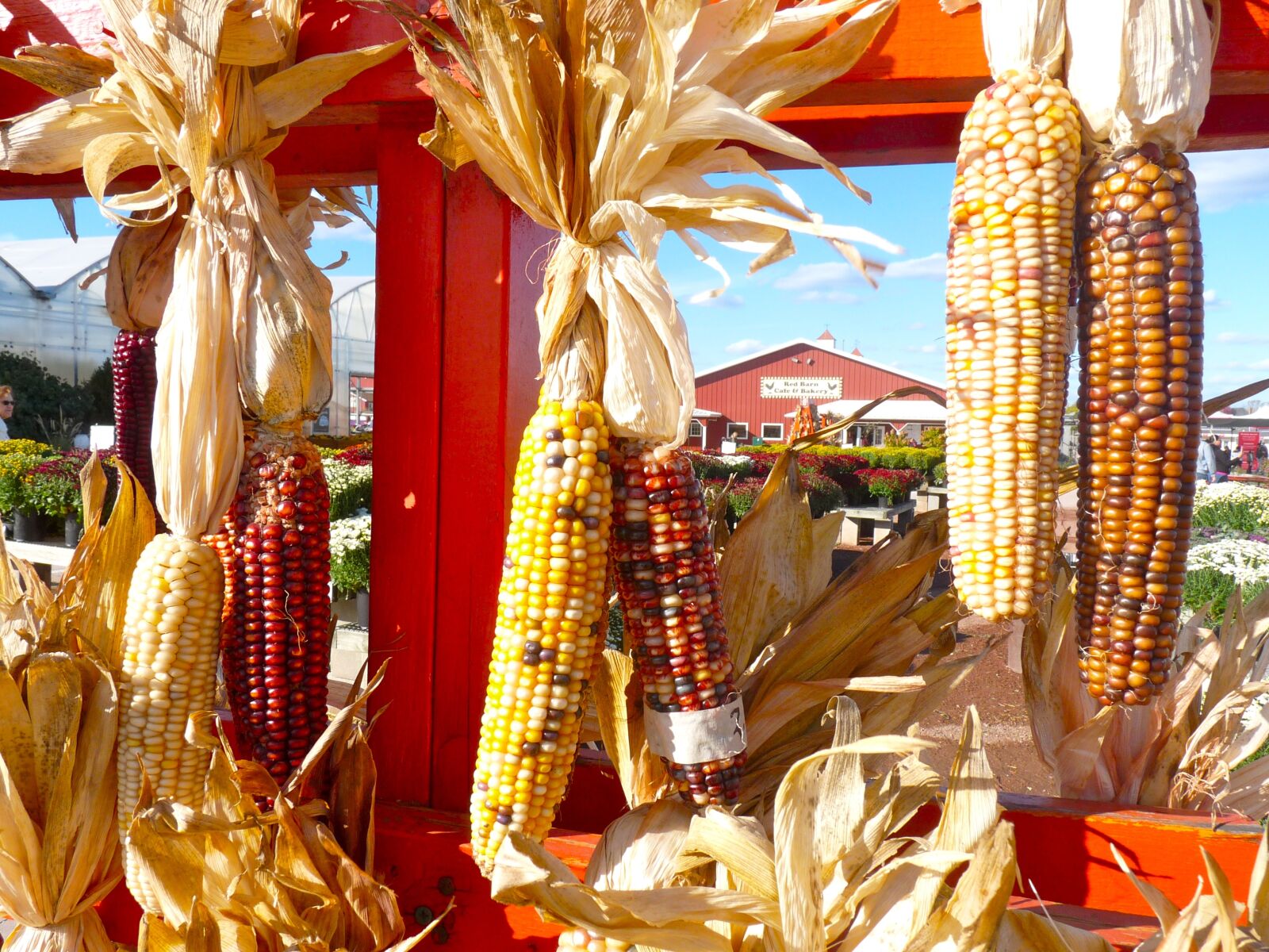Panasonic Lumix DMC-FZ28 sample photo. Corn, farm, autumn photography