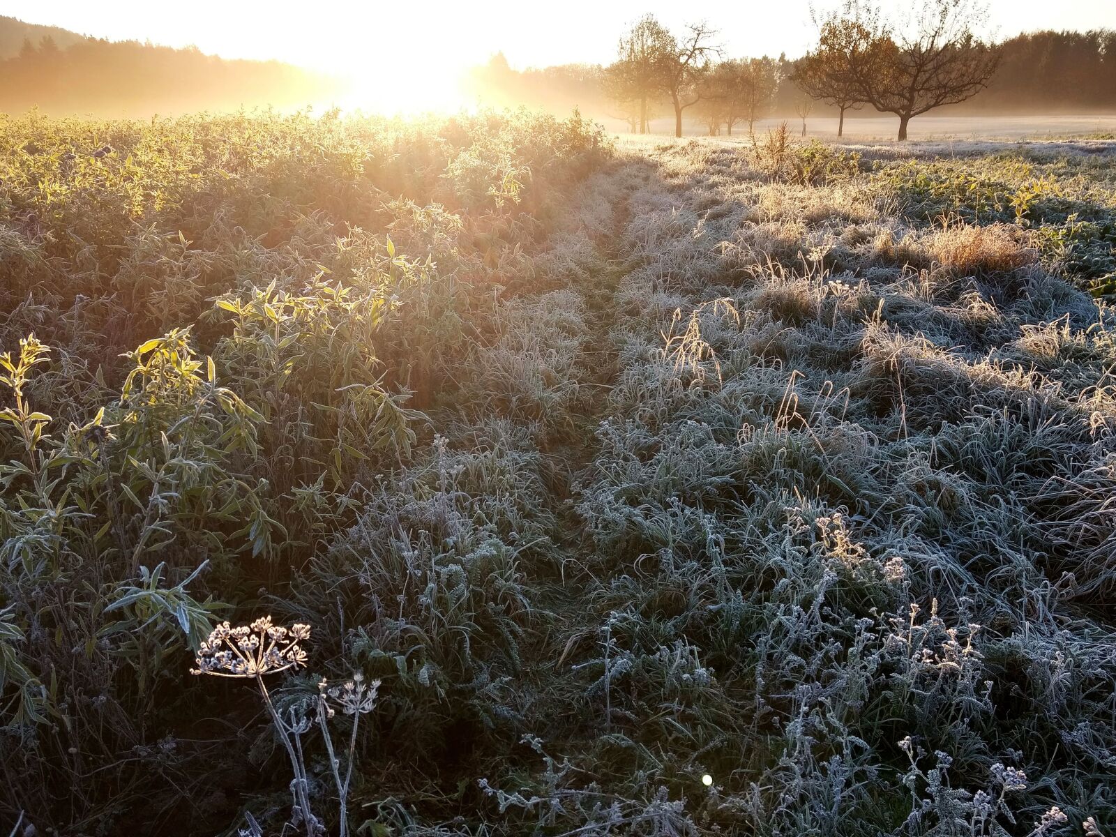 Motorola Moto G (4) sample photo. Backlighting, sun, meadow photography