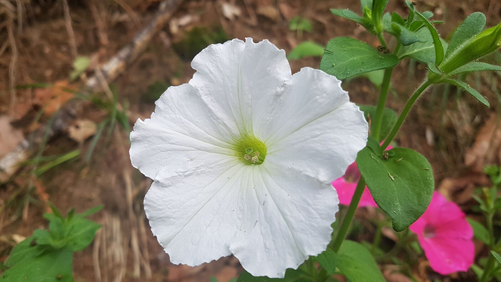 Samsung Galaxy S7 sample photo. White, flower, spring photography