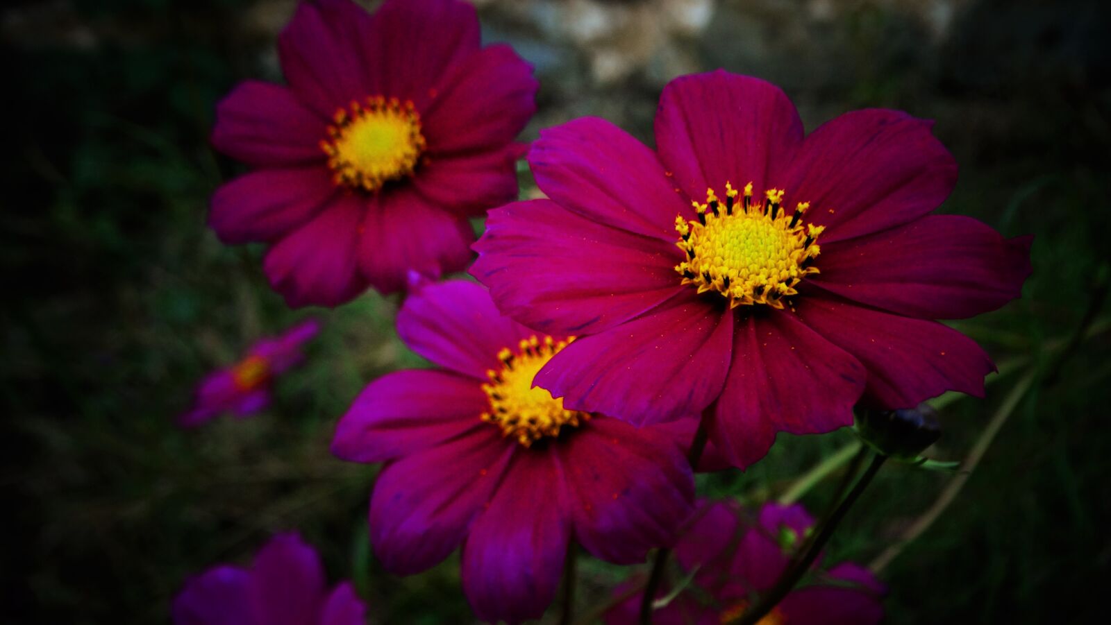 Sony Cyber-shot DSC-HX300 sample photo. Cosmea, flower, pink photography