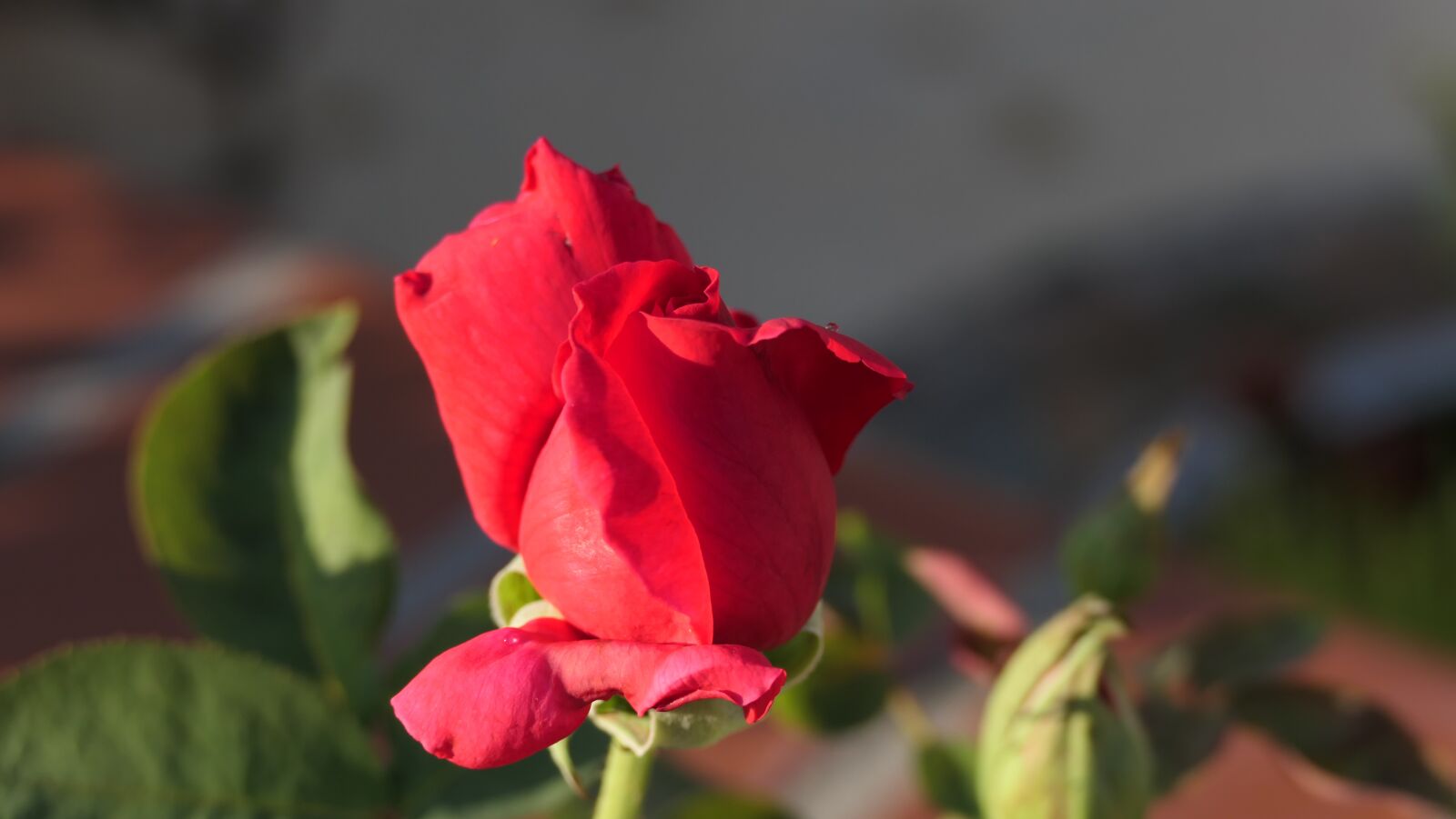 Panasonic DC-FZ10002 sample photo. Rose, flower, red rose photography