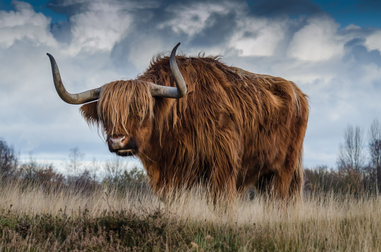 Nikon D7000 sample photo. Bull, cattle, livestock photography