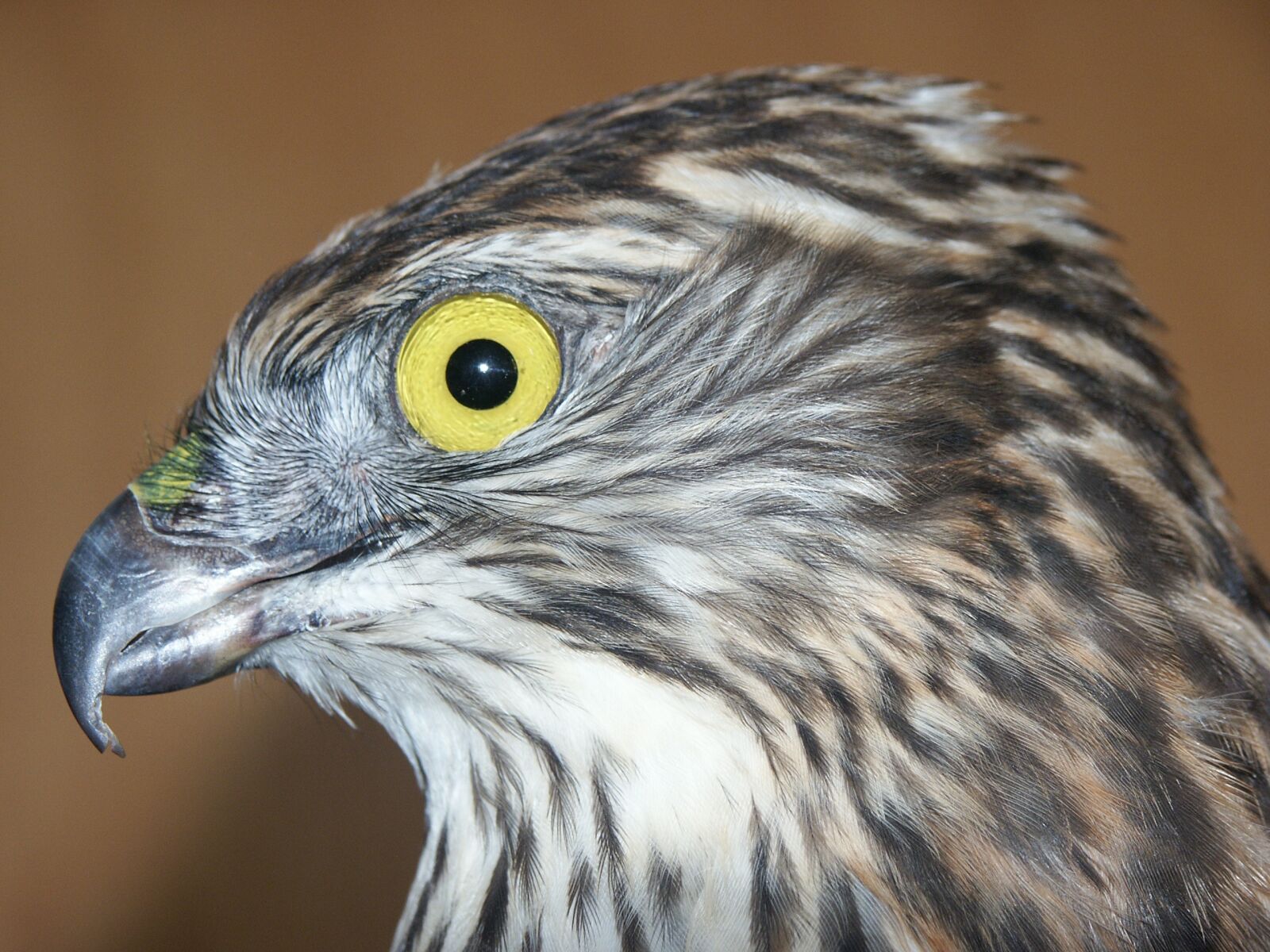 KONICA MINOLTA DiMAGE 7i sample photo. Falcon, head, bird of photography